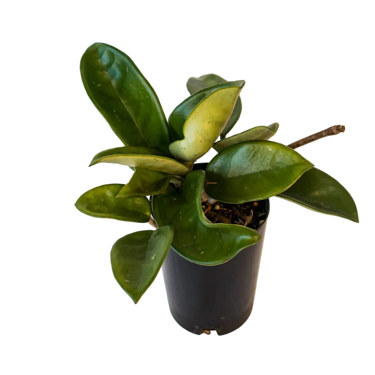 Hoya Carnosa - Wax Plant 70mm