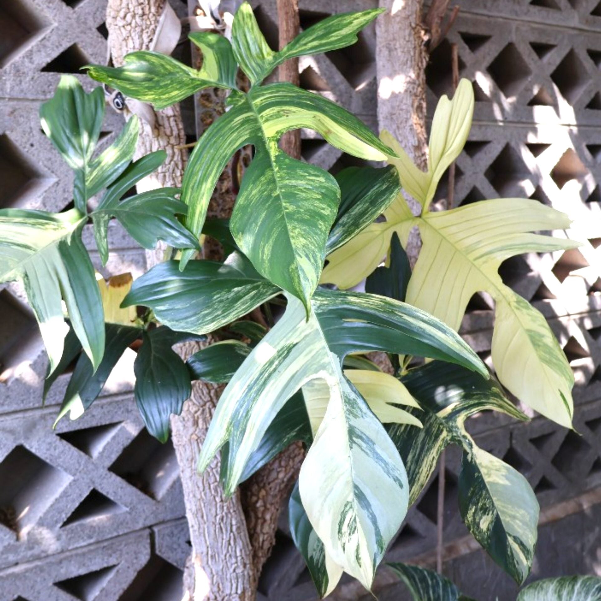 Philodendron Florida Beauty 125mm