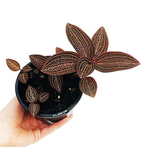 Jewel Orchid - Ludisia Discolor 70mm