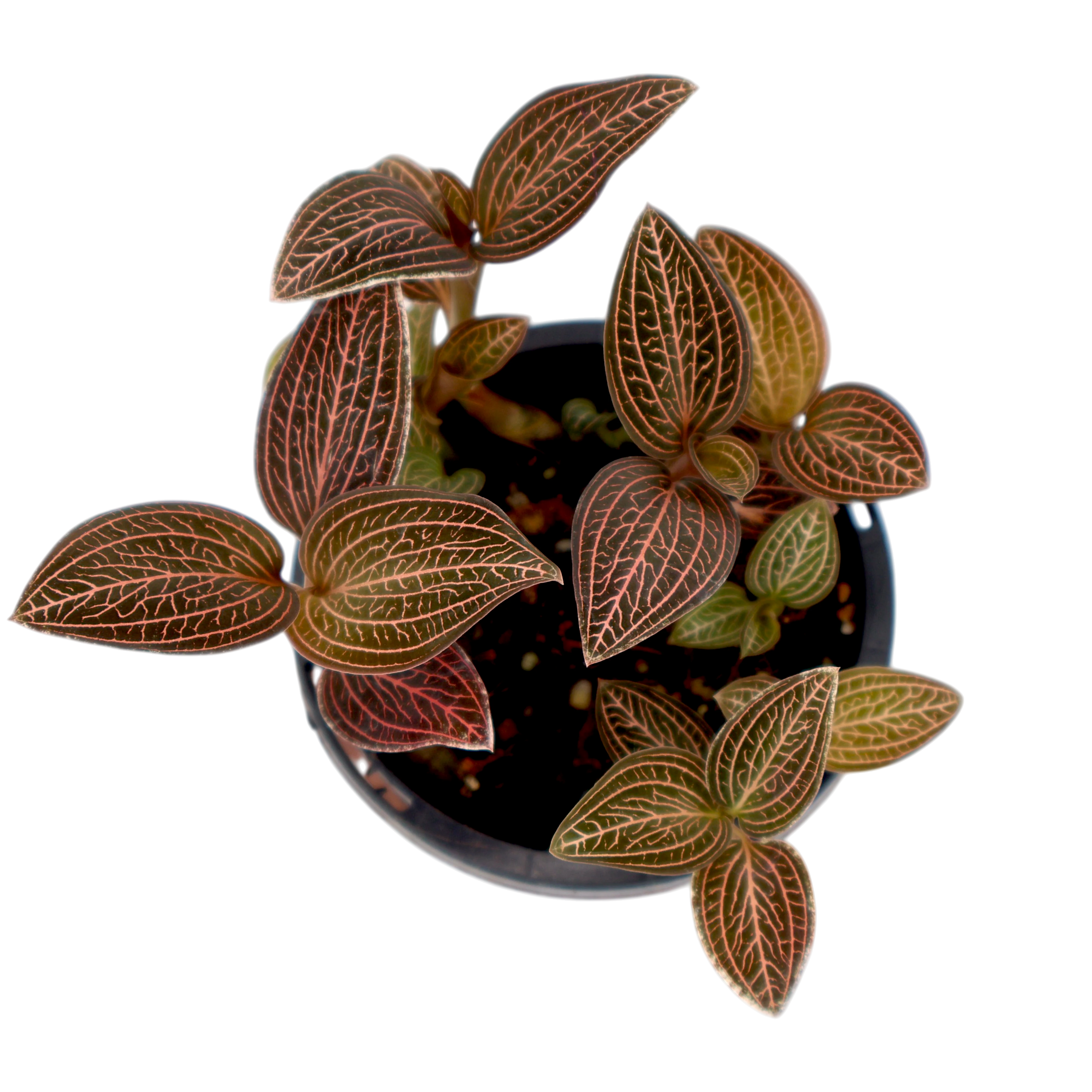 Jewel Orchid - Ludisia Discolor 70mm