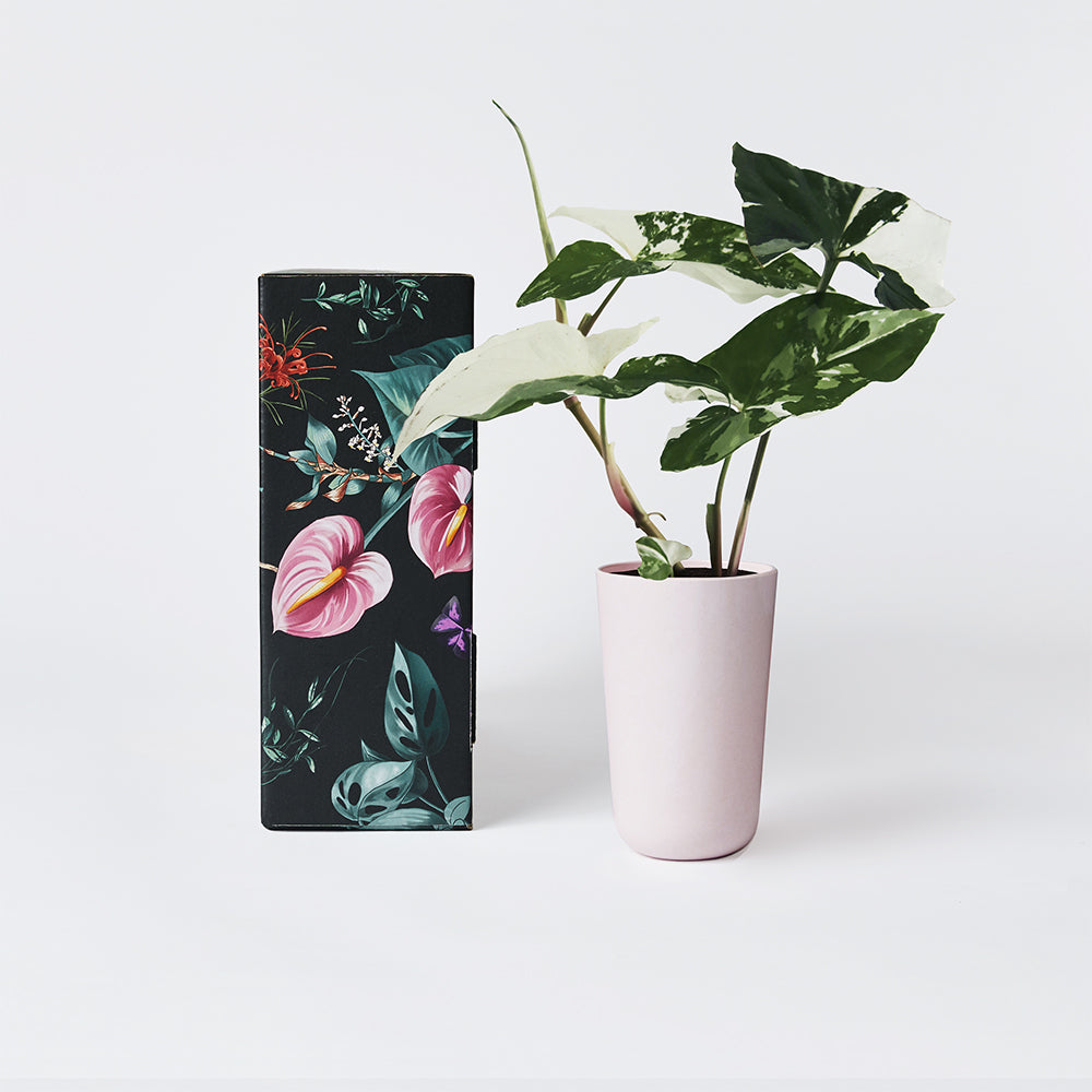 Syngonium Fantasy 70mm