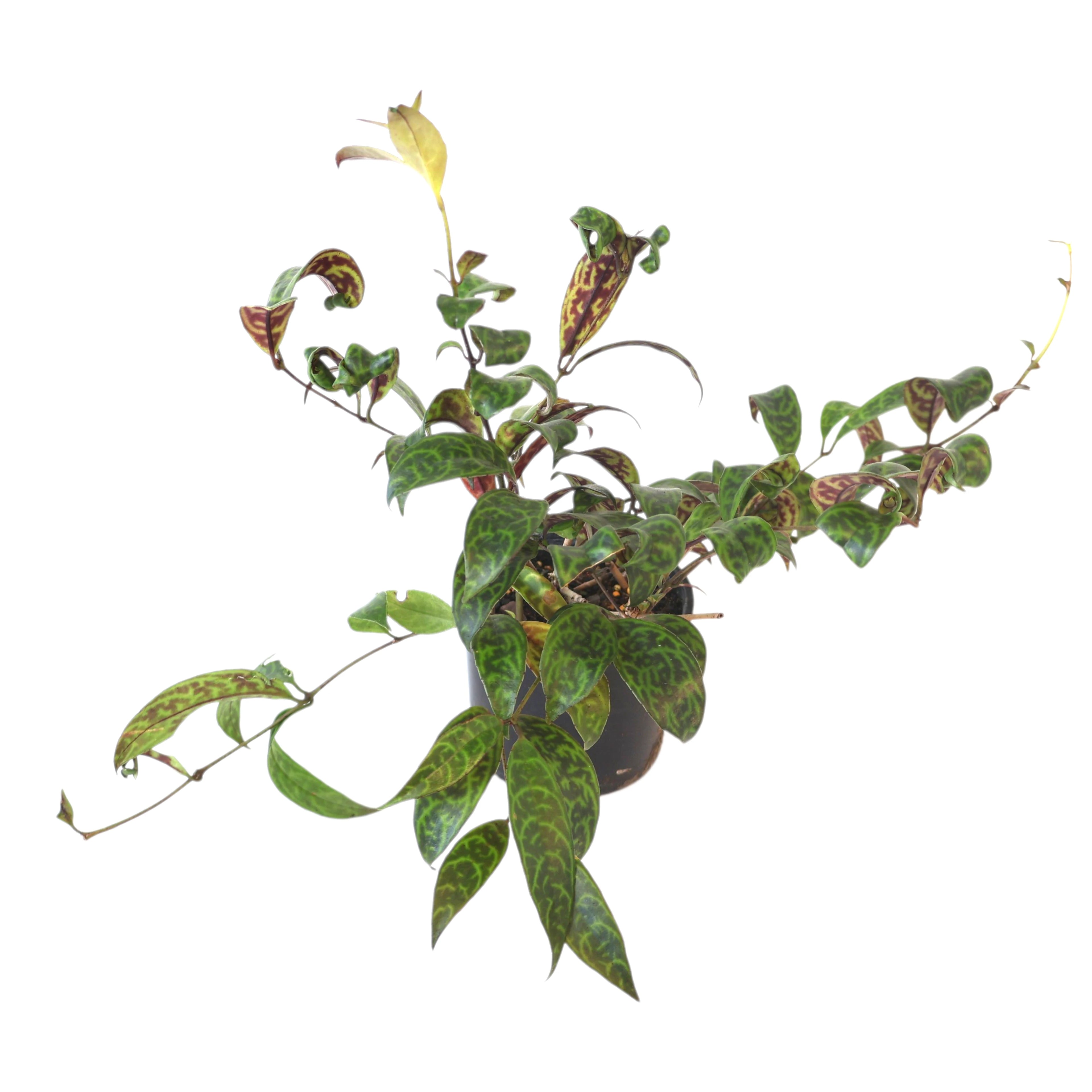 Lipstick Black Pagoda - Aeschynanthus Longicaulis 120mm
