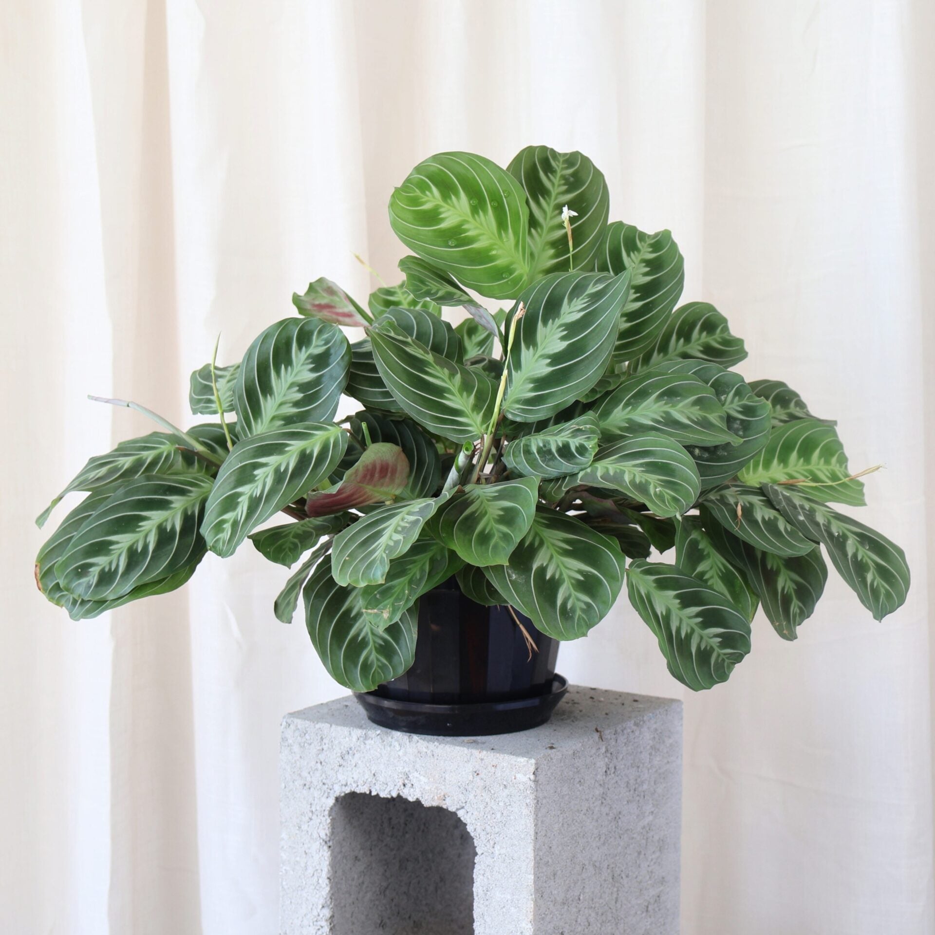 Maranta Cats Moustache 170mm HB