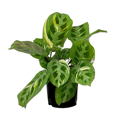 Maranta Kerchoveana Variegata 170mm