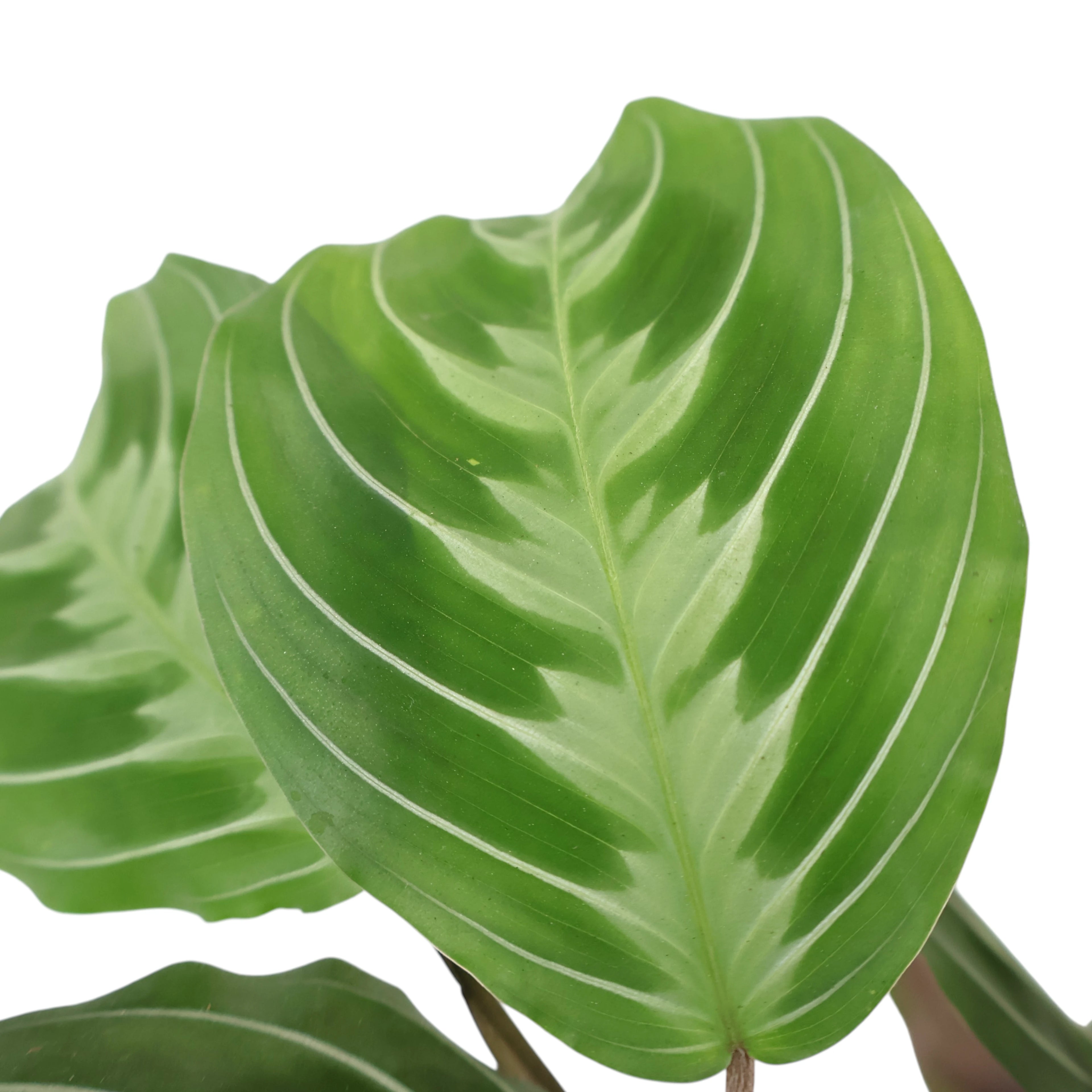 Maranta leuconeura Cat Moustache 70mm