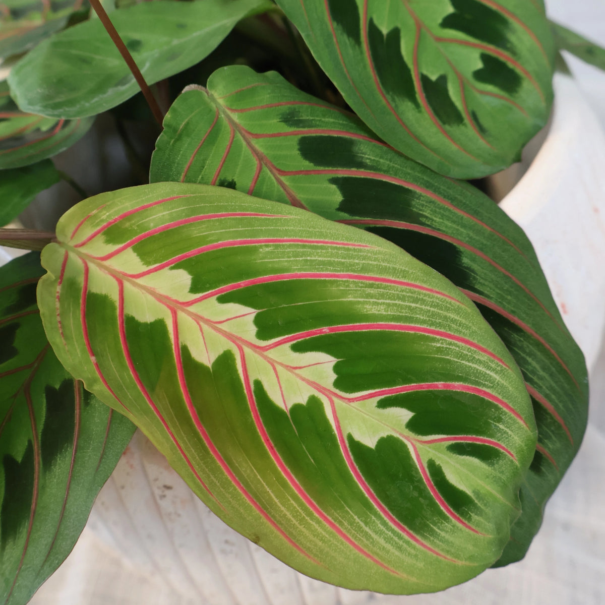 Maranta Red Prayer 70mm