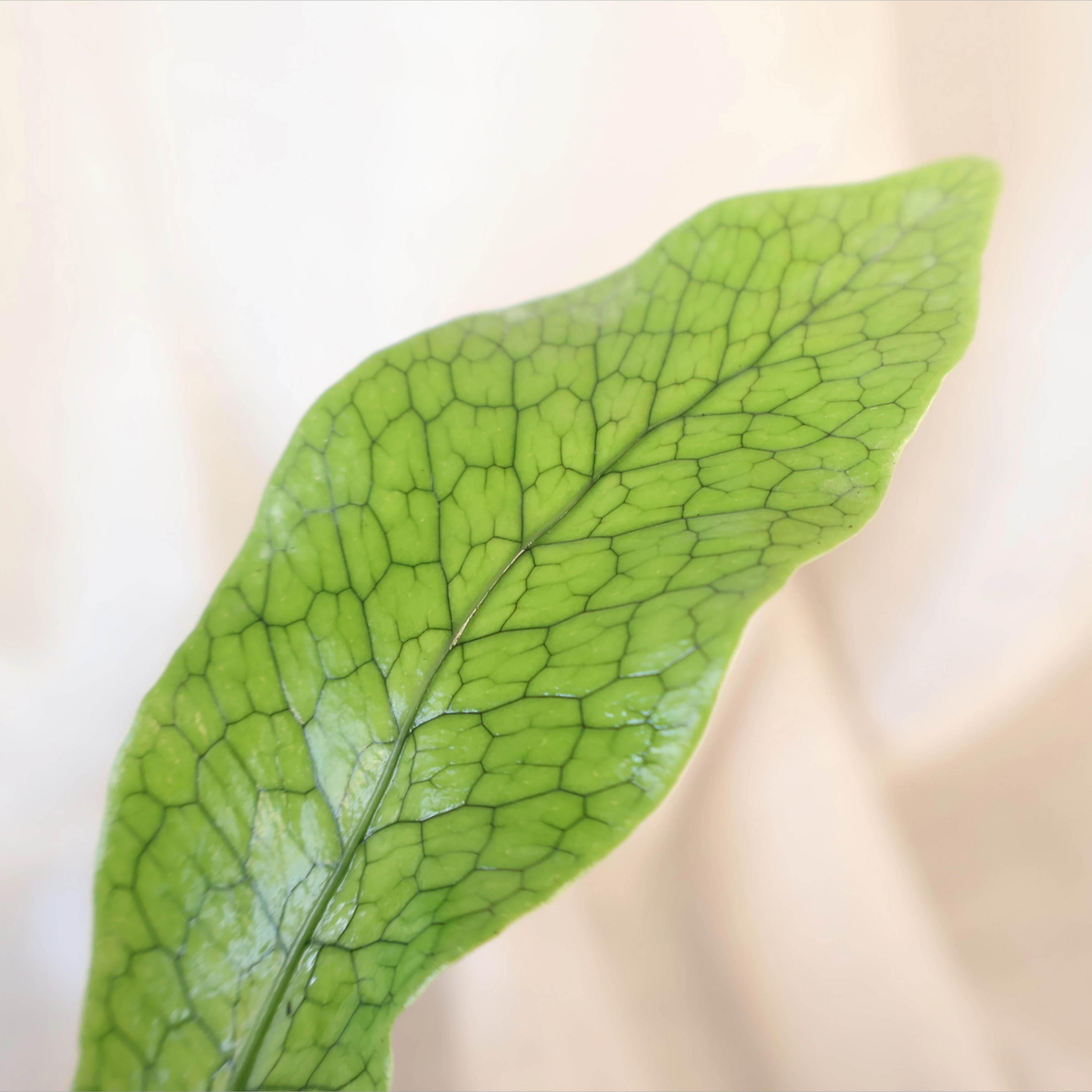 Microsorum Musifolium - Crocodyllus Fern 100mm