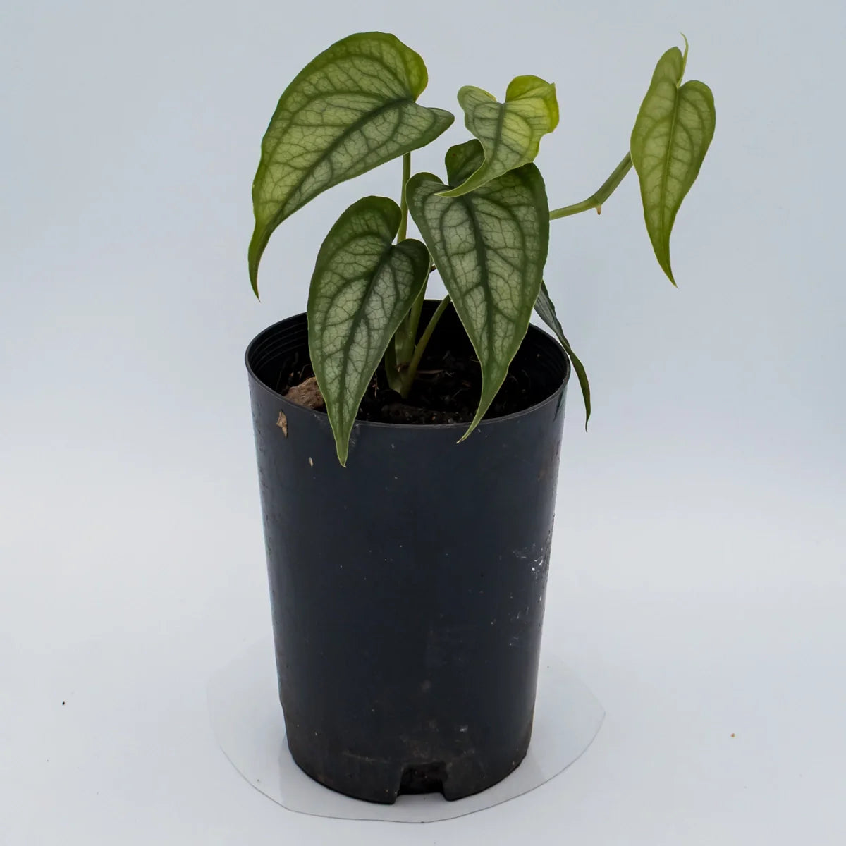 Monster siltepecana - Silver monstera 70mm