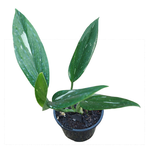 Monstera Standleyana Variegata 100mm