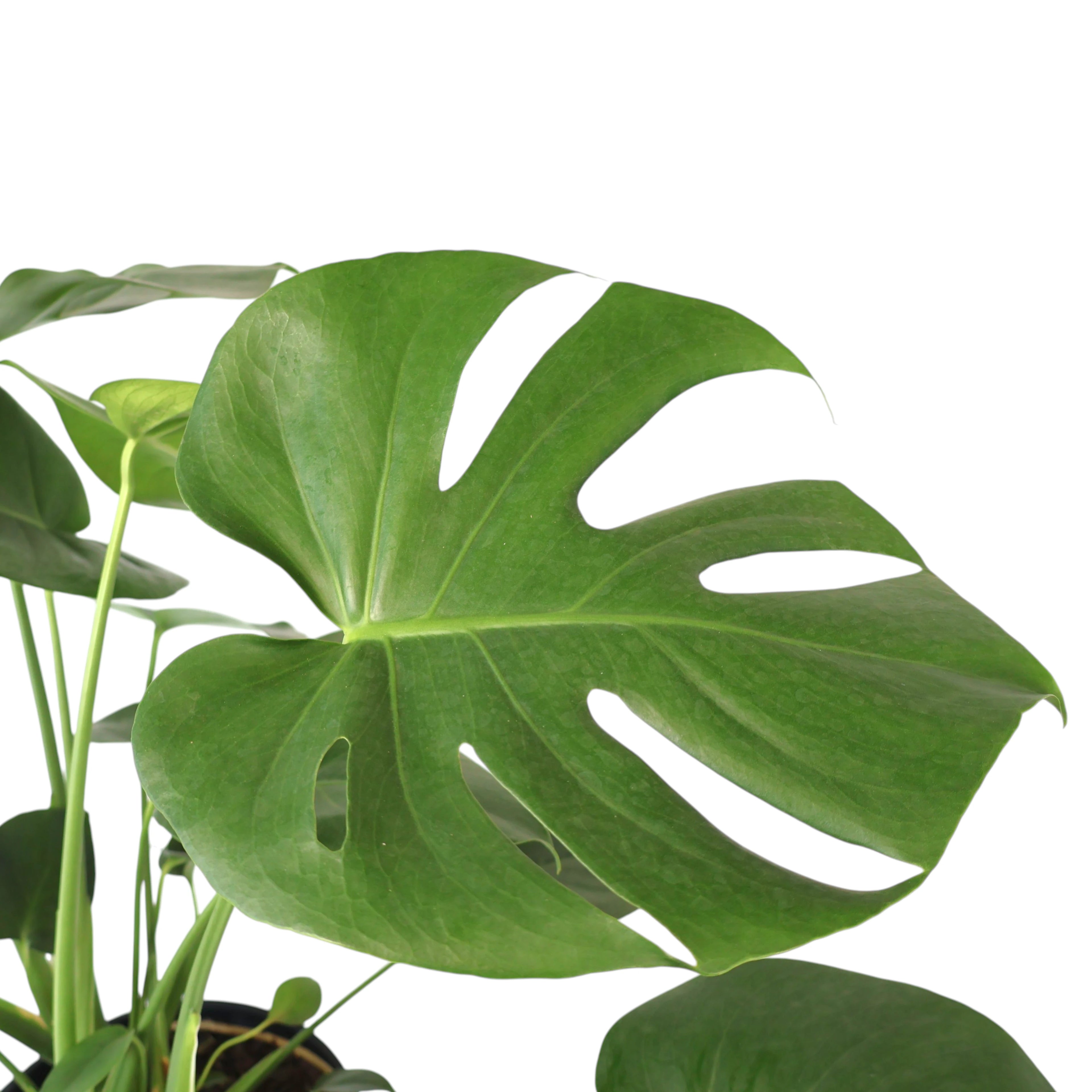 Monstera Deliciosa 200mm