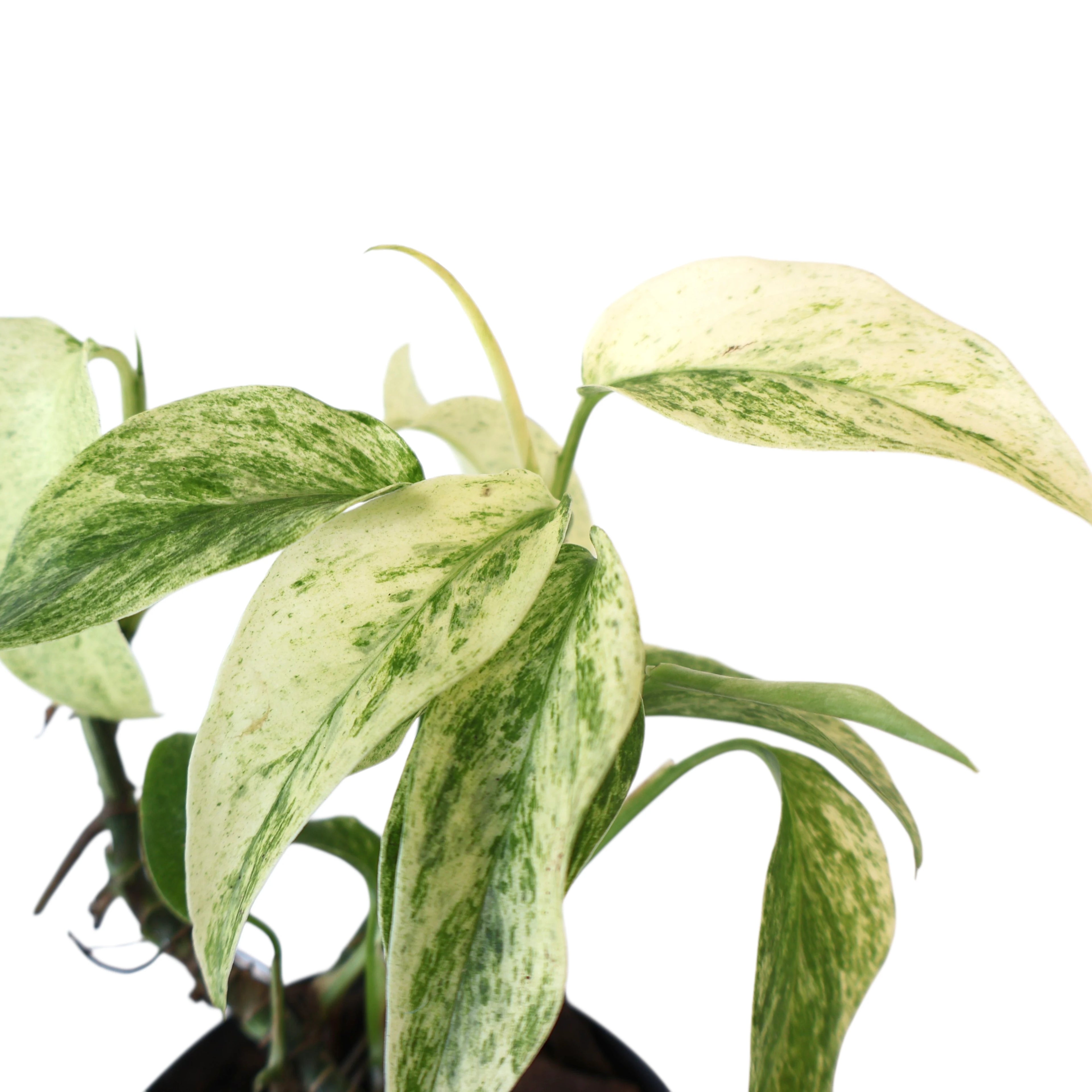 Monstera Laniata Variegata 70mm
