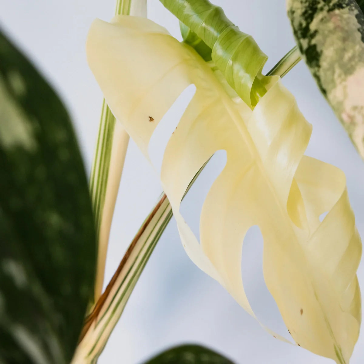 Monstera Albo Variegata 125mm