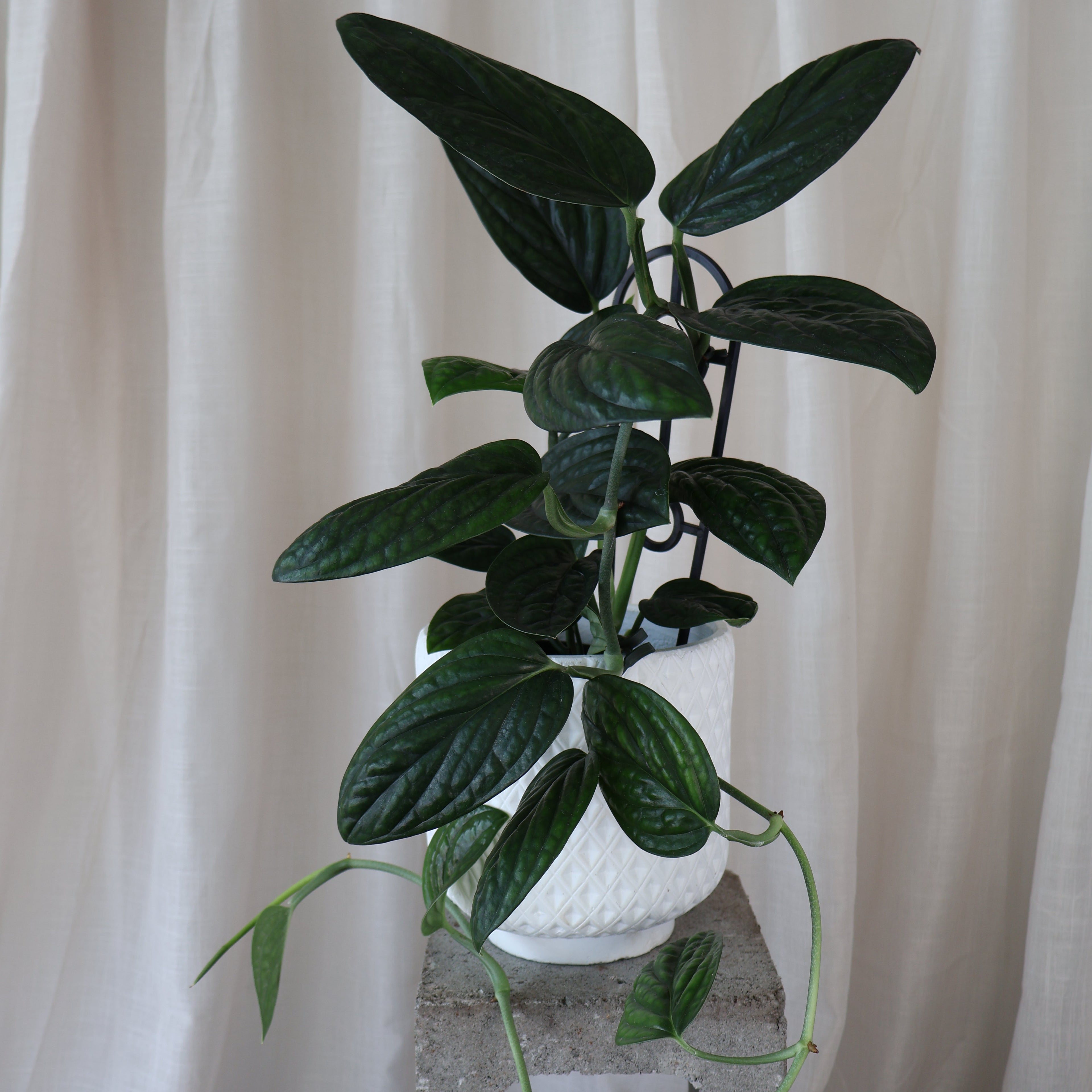 Monstera Karstenianum Peru 125mm