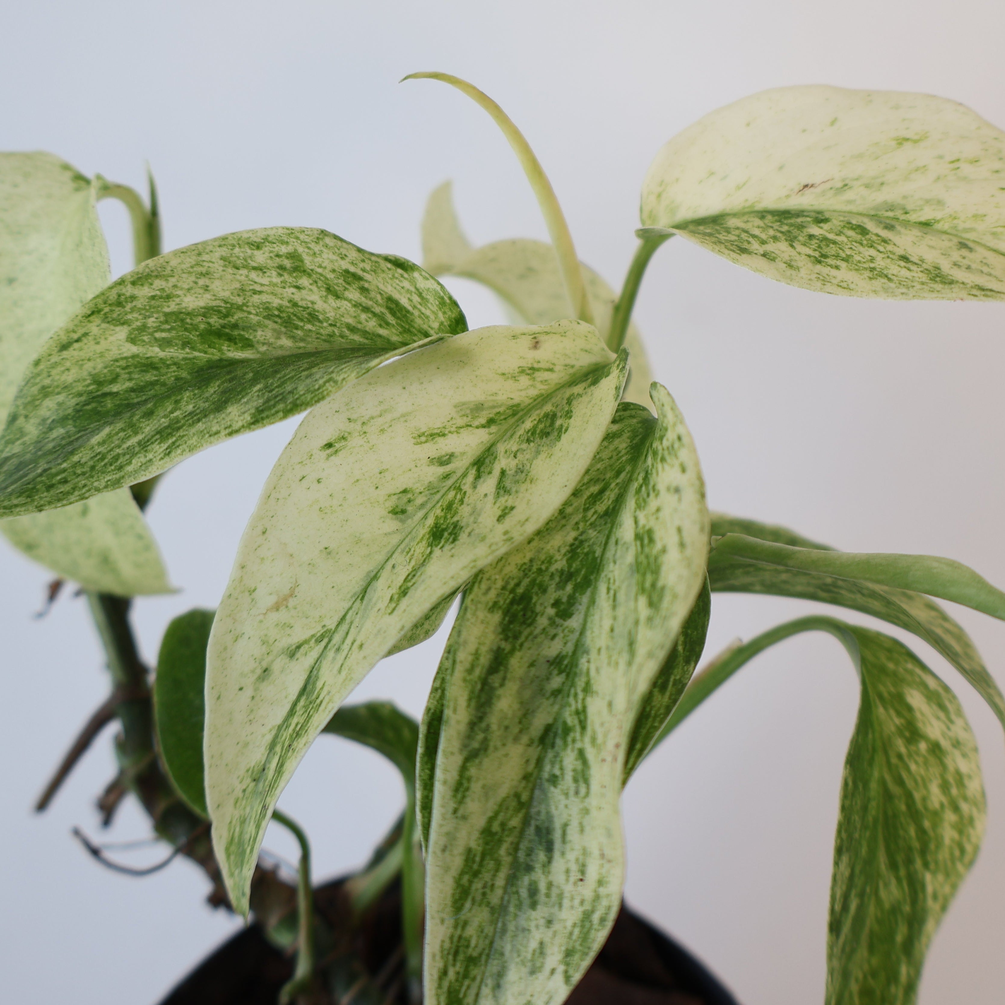 Monstera Laniata Variegata 70mm