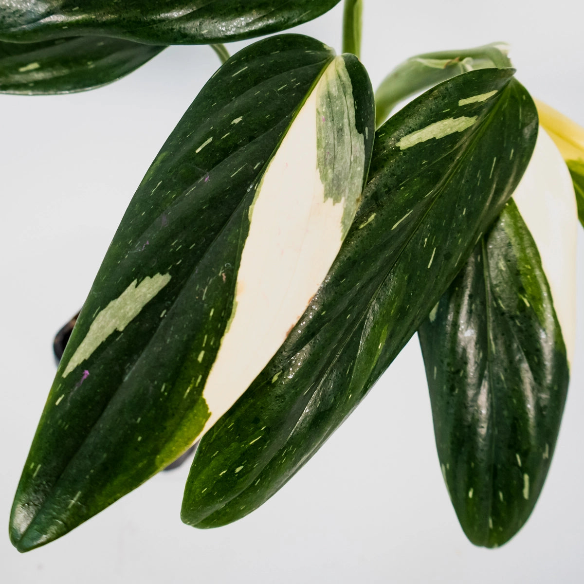 Monstera Standleyana Variegata 100mm