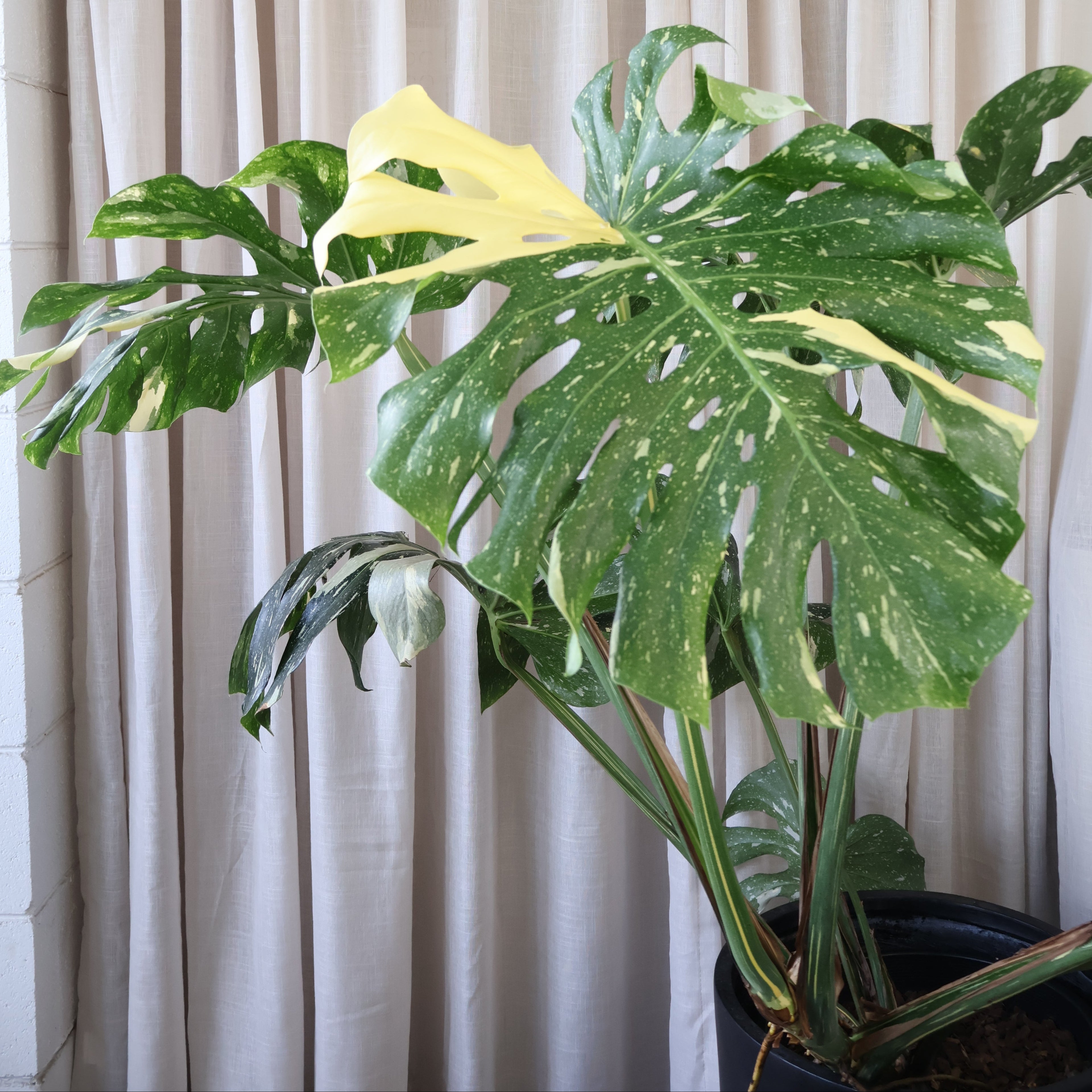 Monstera Thai Constellation 300mm