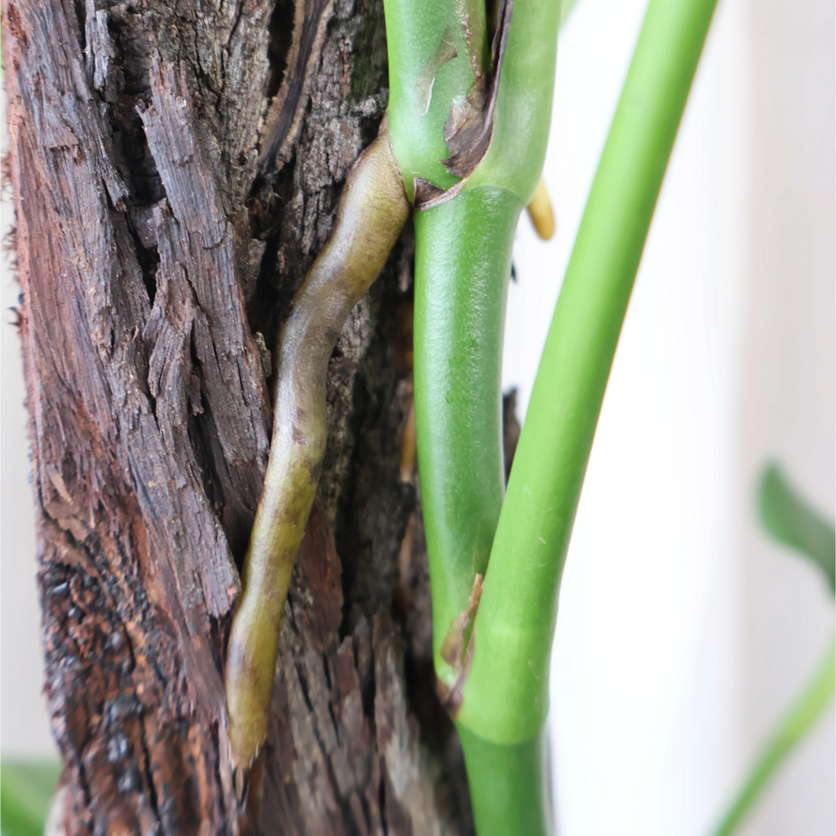 Monstera Uno Totem 200mm