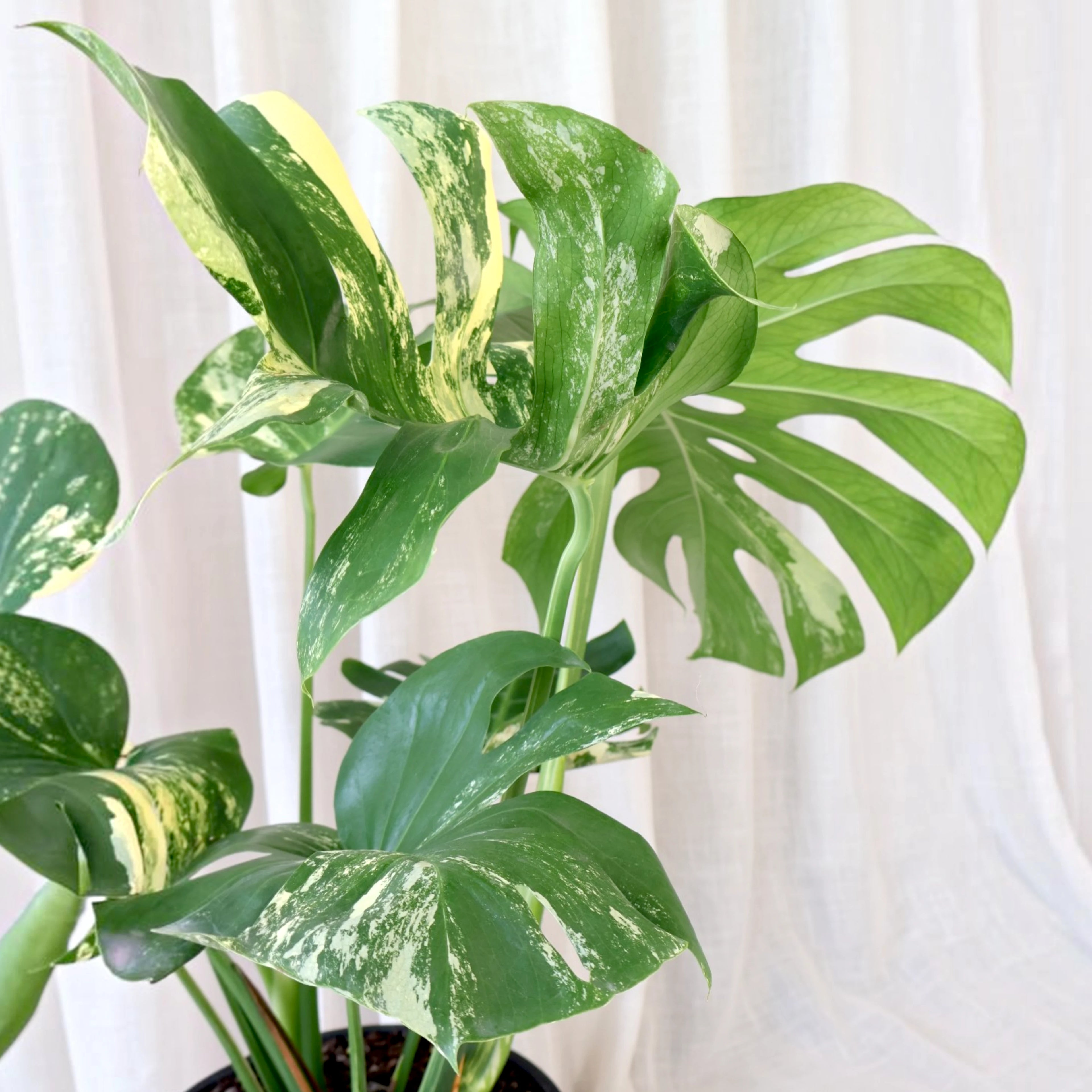 Monstera Deliciosa Variegata 250mm