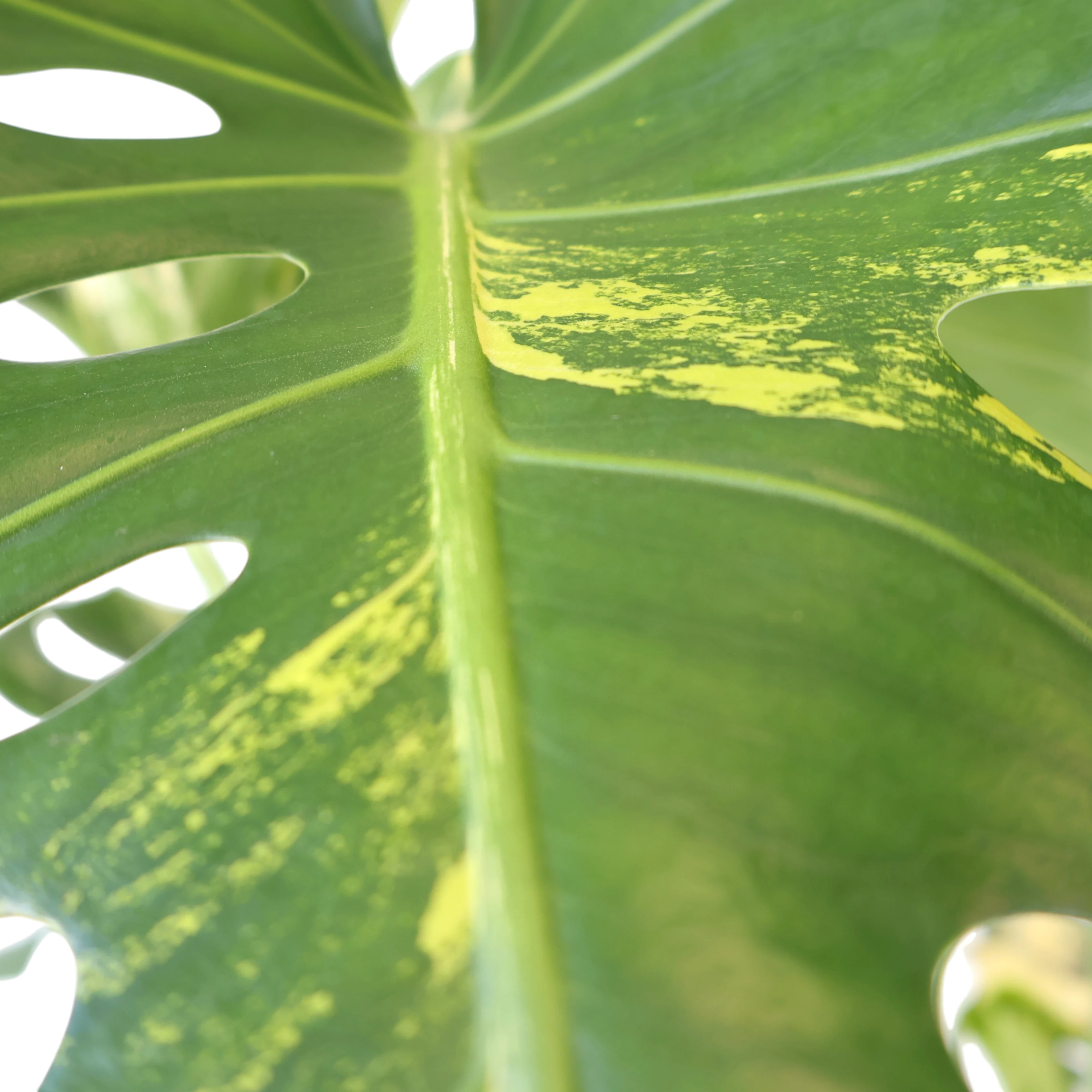 Monstera Deliciosa Variegata 250mm