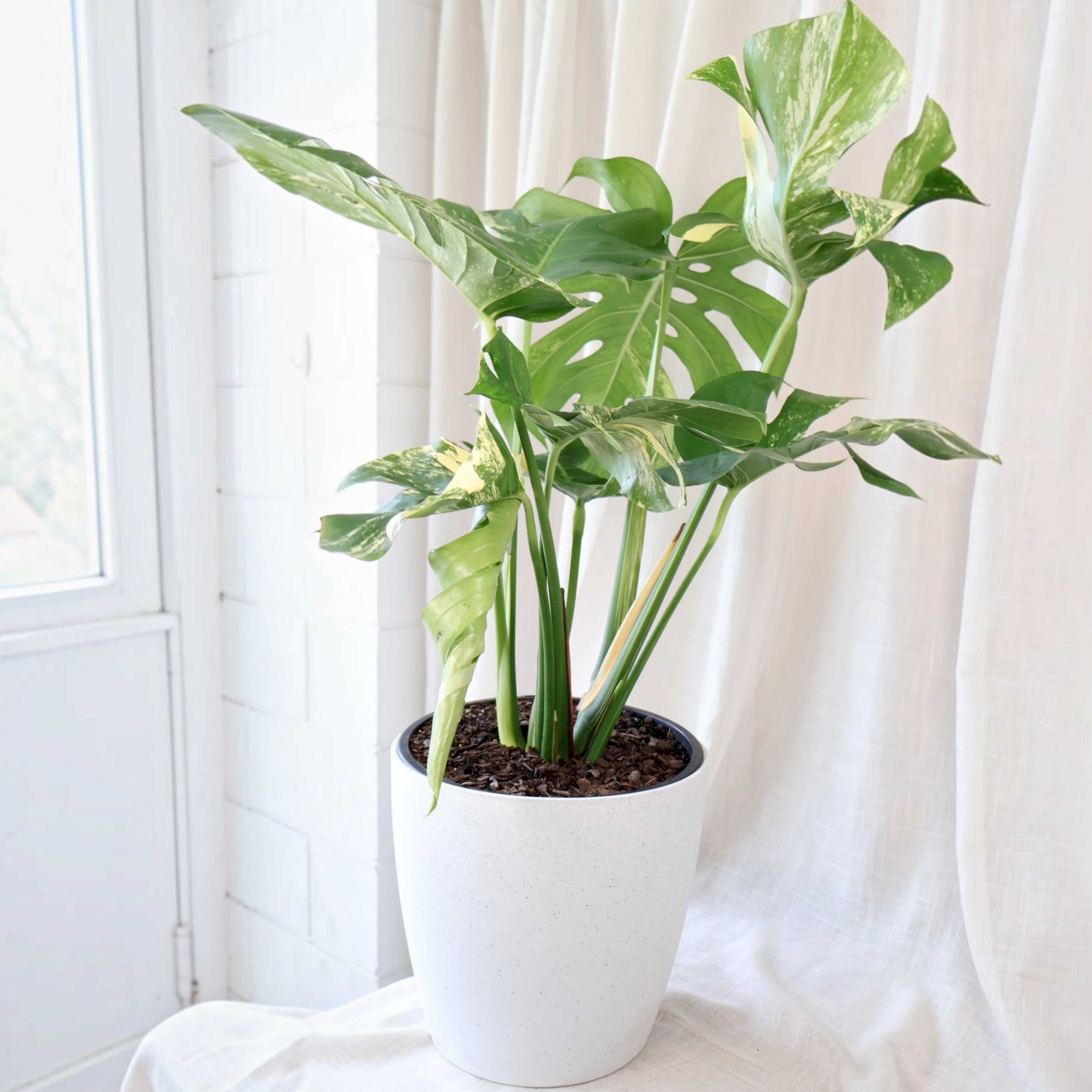 Monstera Deliciosa Variegata 250mm