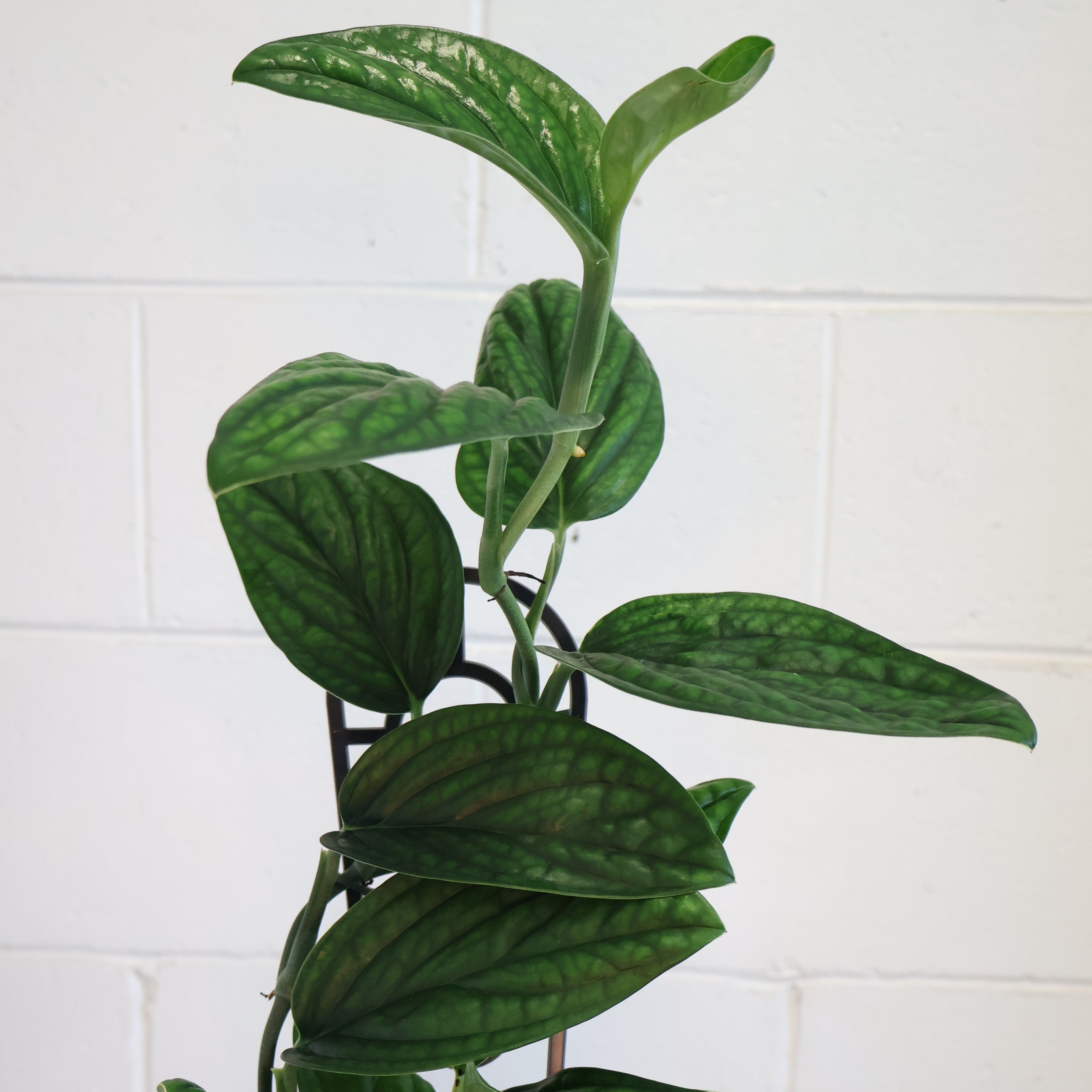 monstera deliciosa amazon Monstera Filamentous Peru Wild Ecoype BIG PLANT (EXACT PLANT) – Amazon  Plants Peru