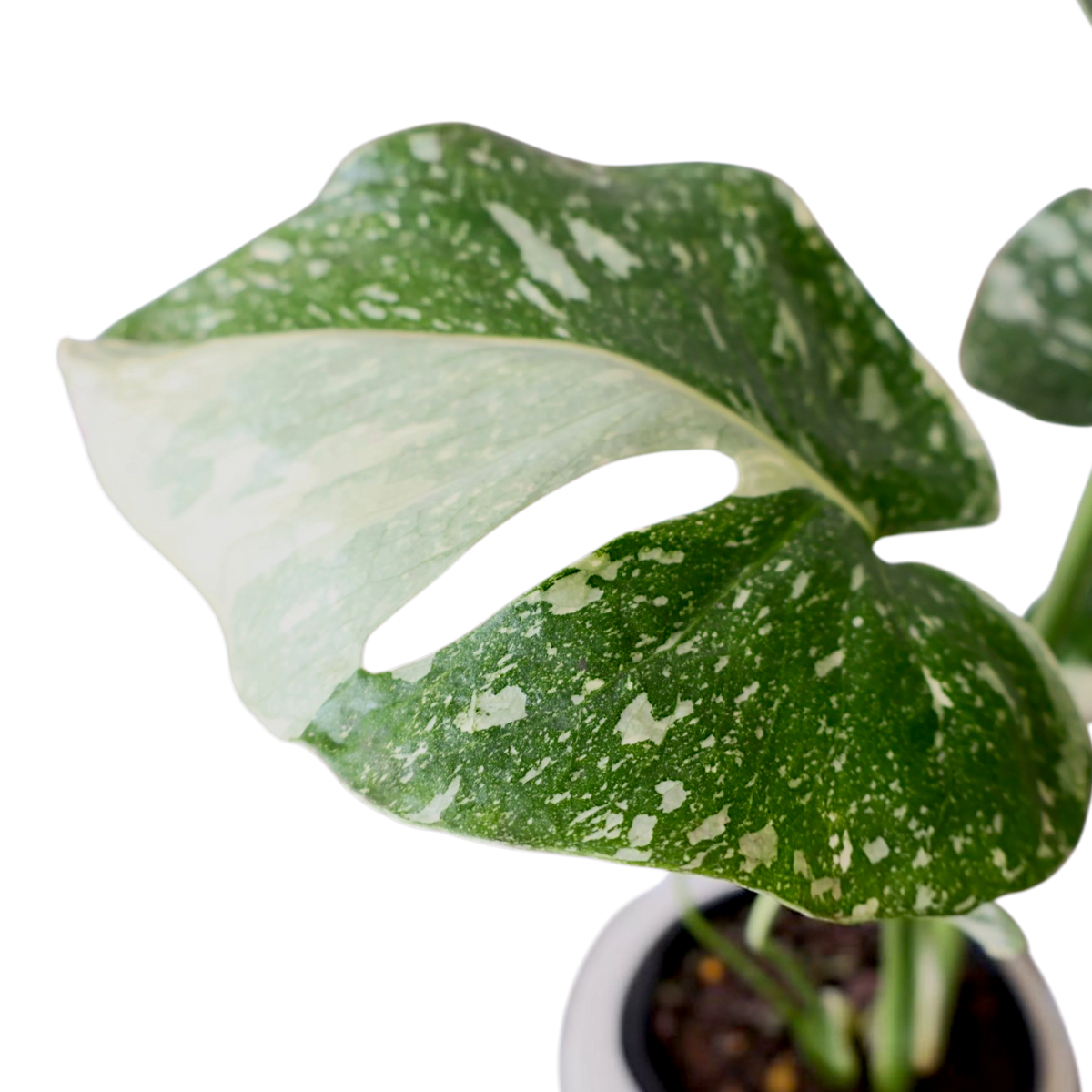 Monstera Thai Constellation 125mm