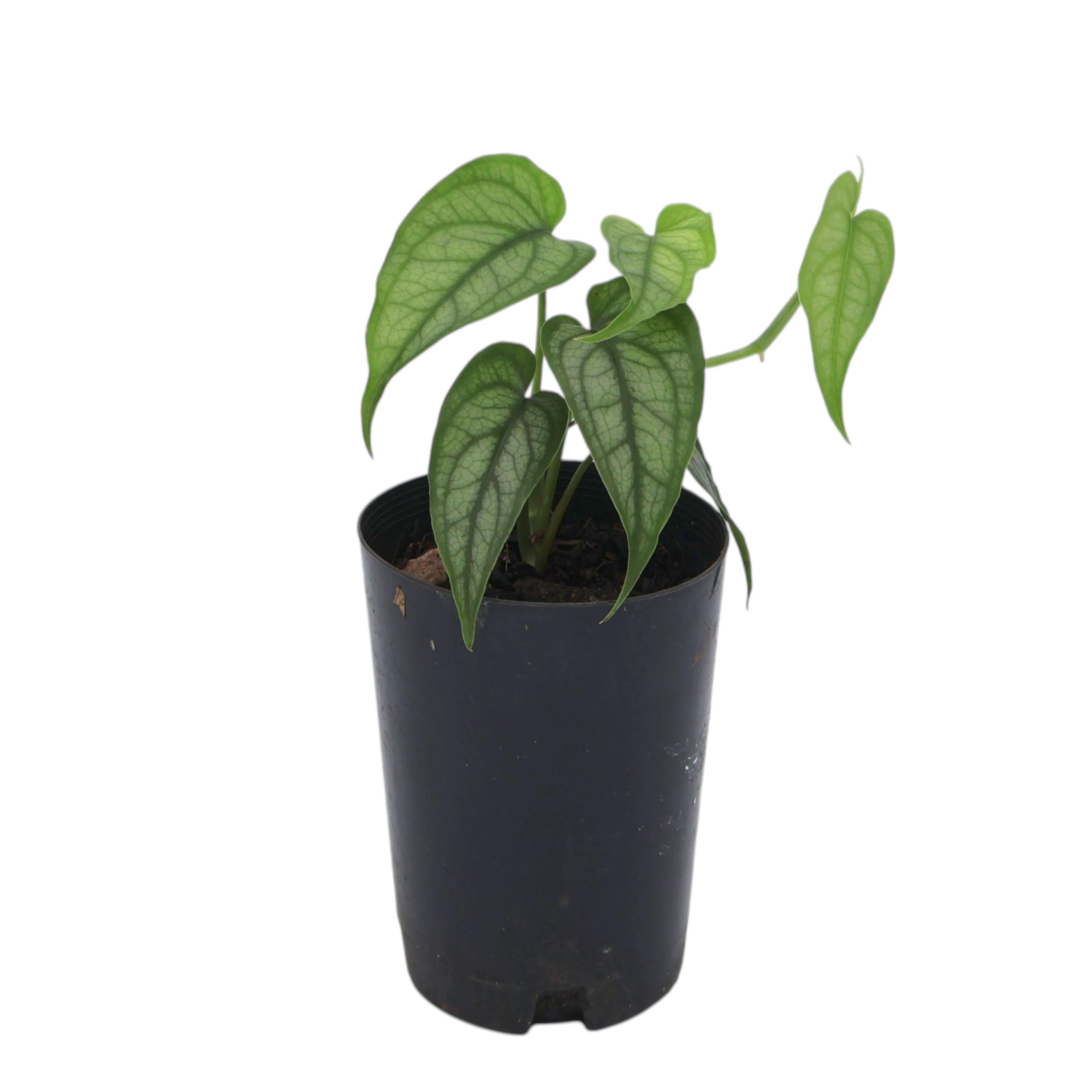 Monstera Siltepecana Silver Monstera 70mm