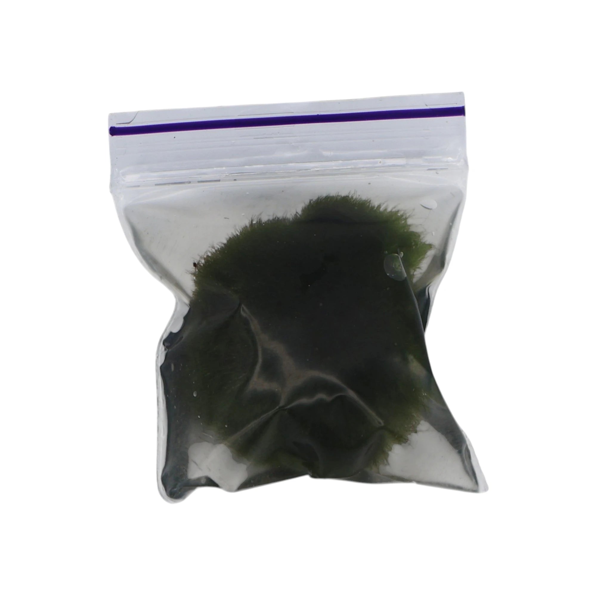 Marimo Moss Balls