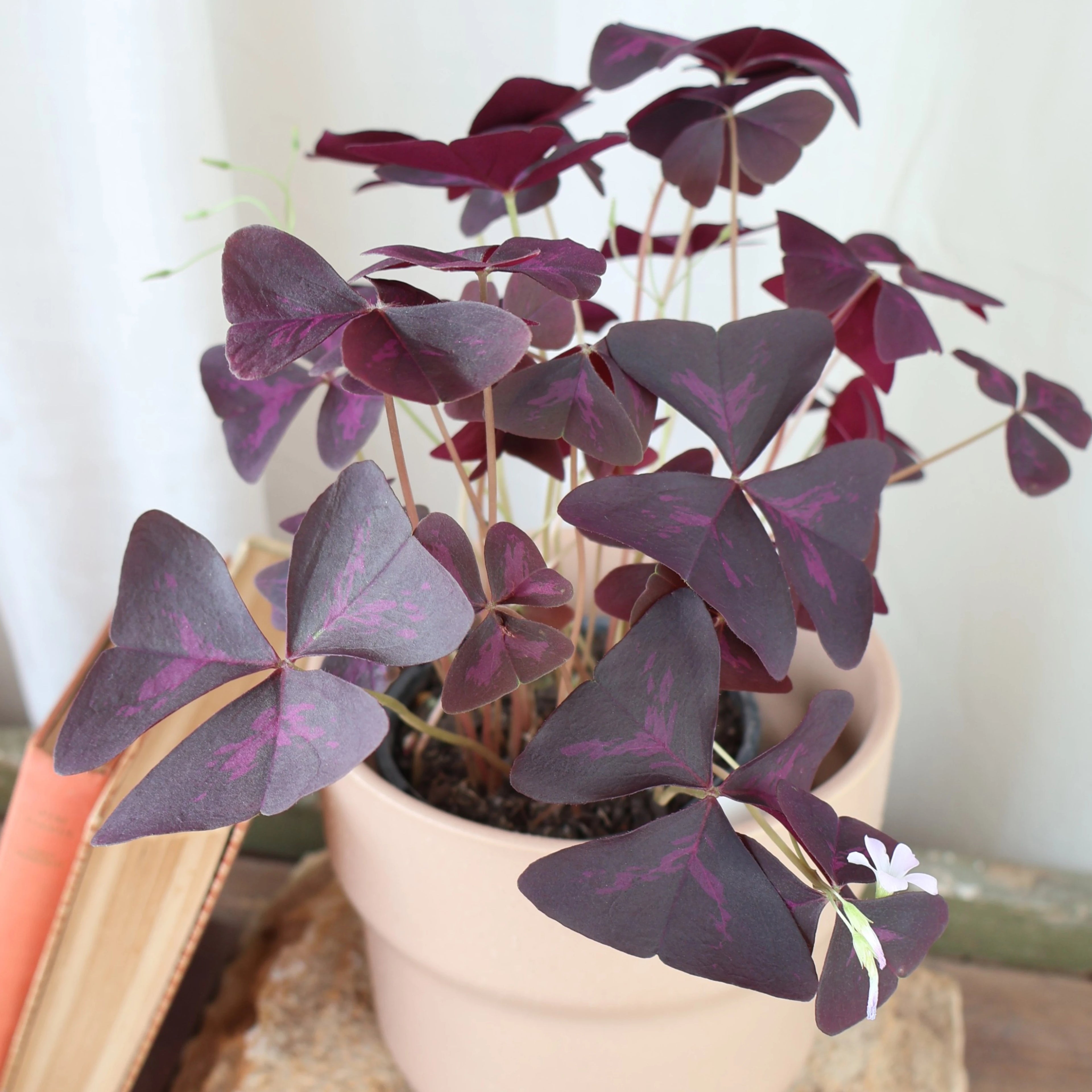 Oxalis Triangularis - Purple Shamrock 125mm