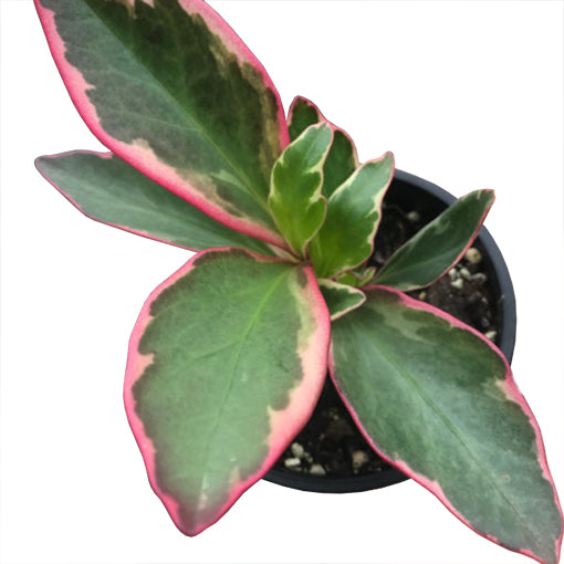 Peperomia Clusifolia Jelly 70mm