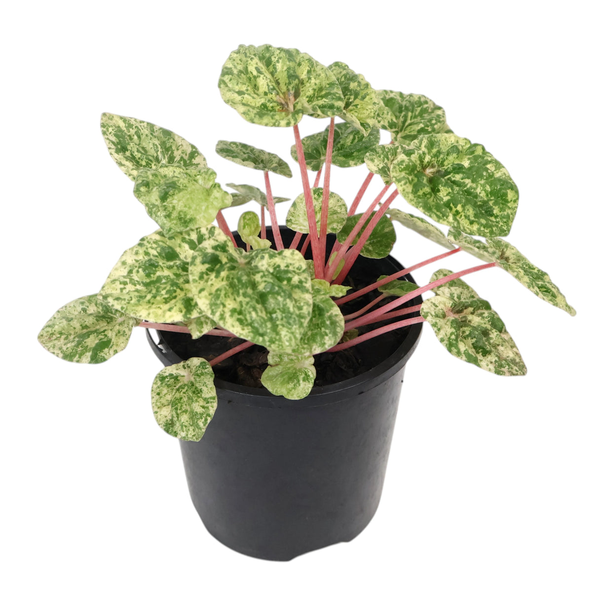 Peperomia Camouflage 100mm
