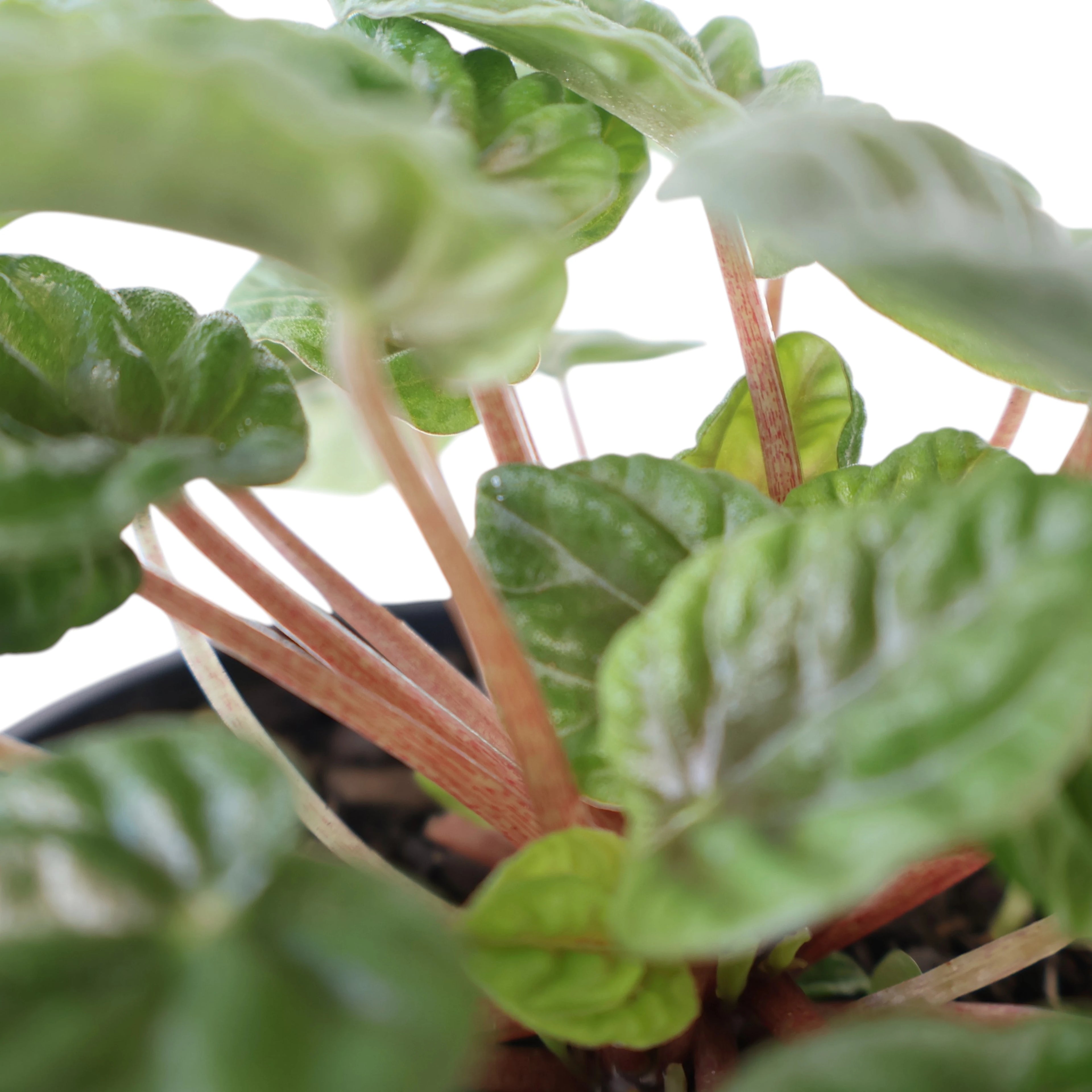 Peperomia Caperata Lilian 100mm