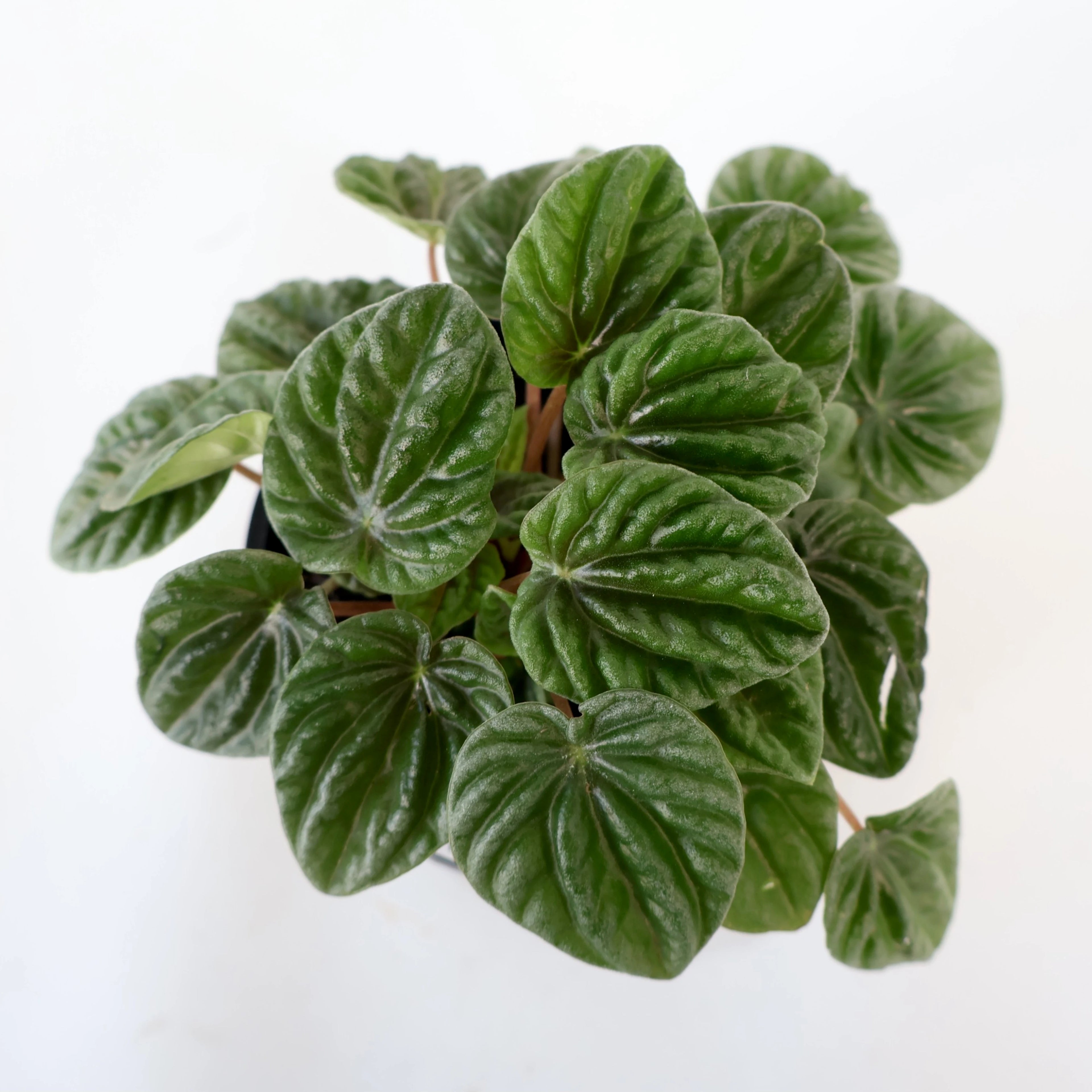 Peperomia Caperata Lilian 100mm