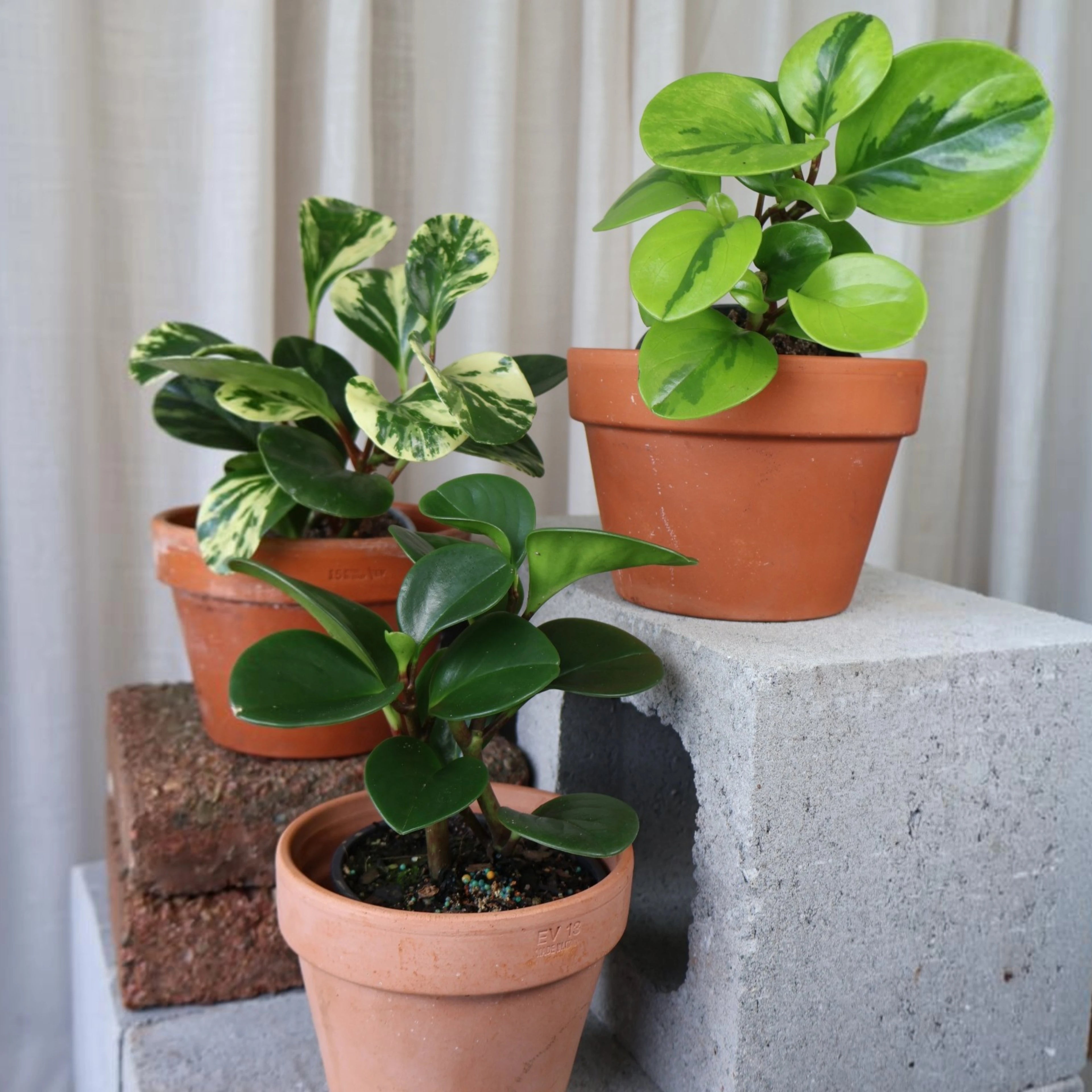 Peperomia Obtusifolia Lemon & Lime 70mm