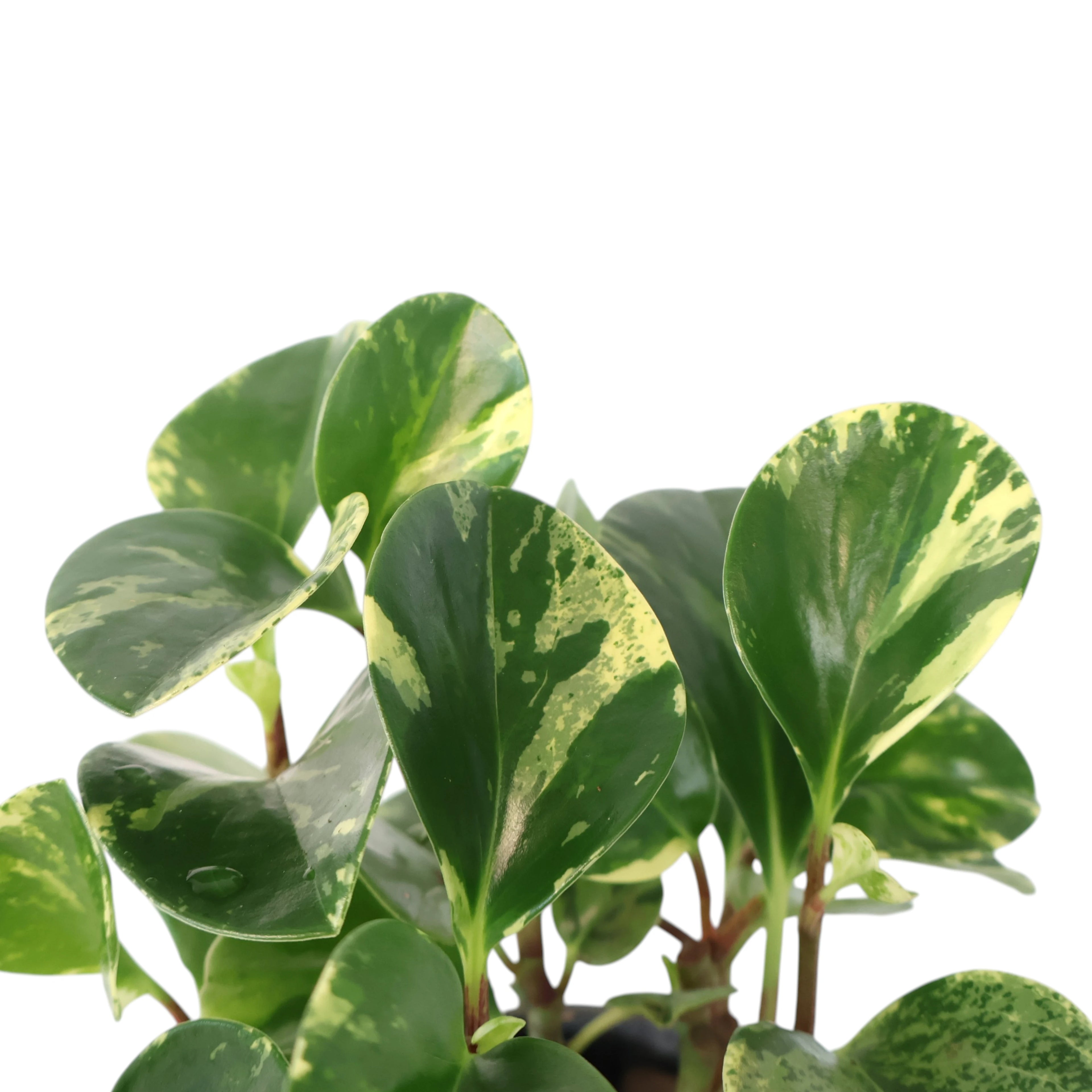 Peperomia Obtusifolia Marble 70mm