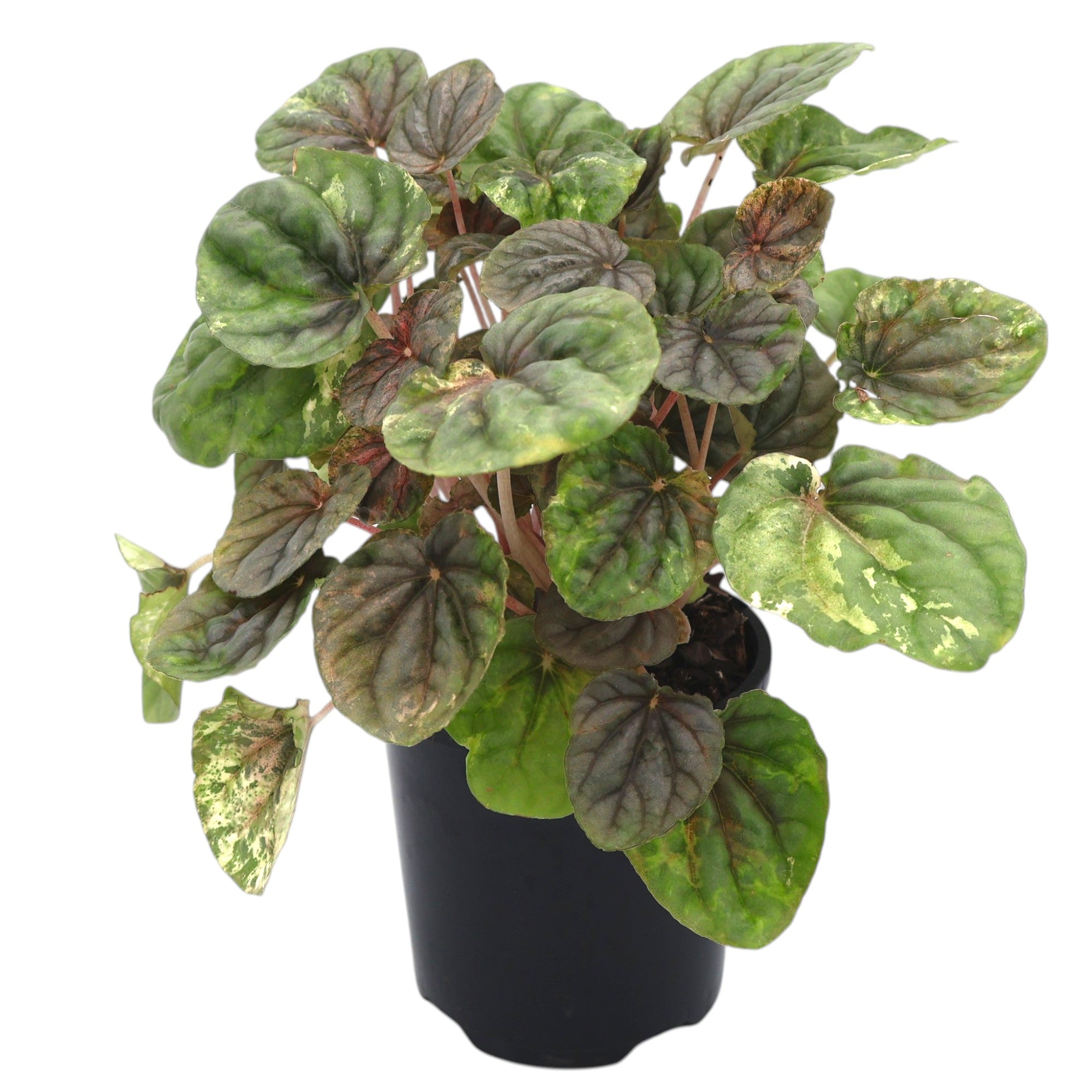 Peperomia Pink Lady 100mm