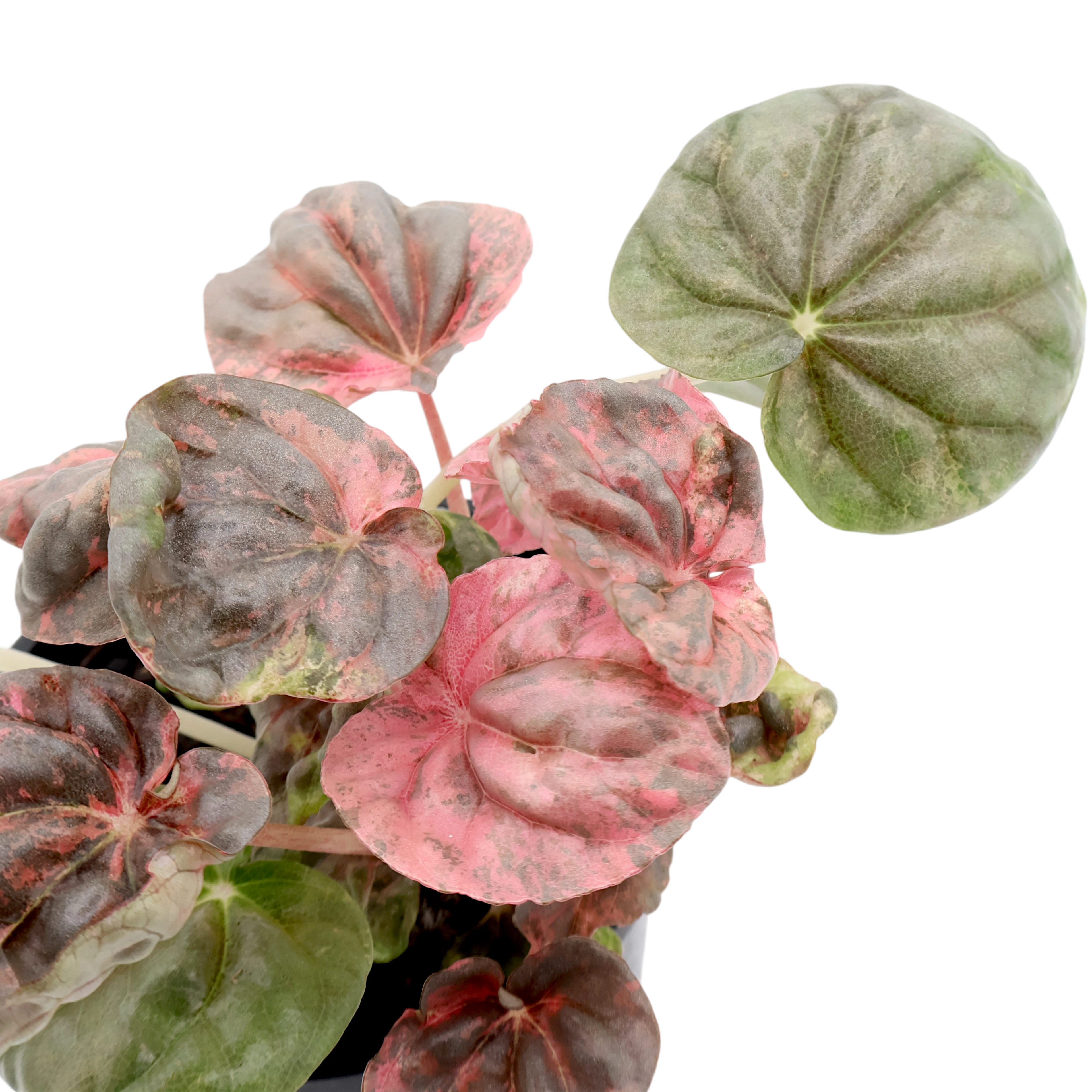 Peperomia Pink Lady 100mm