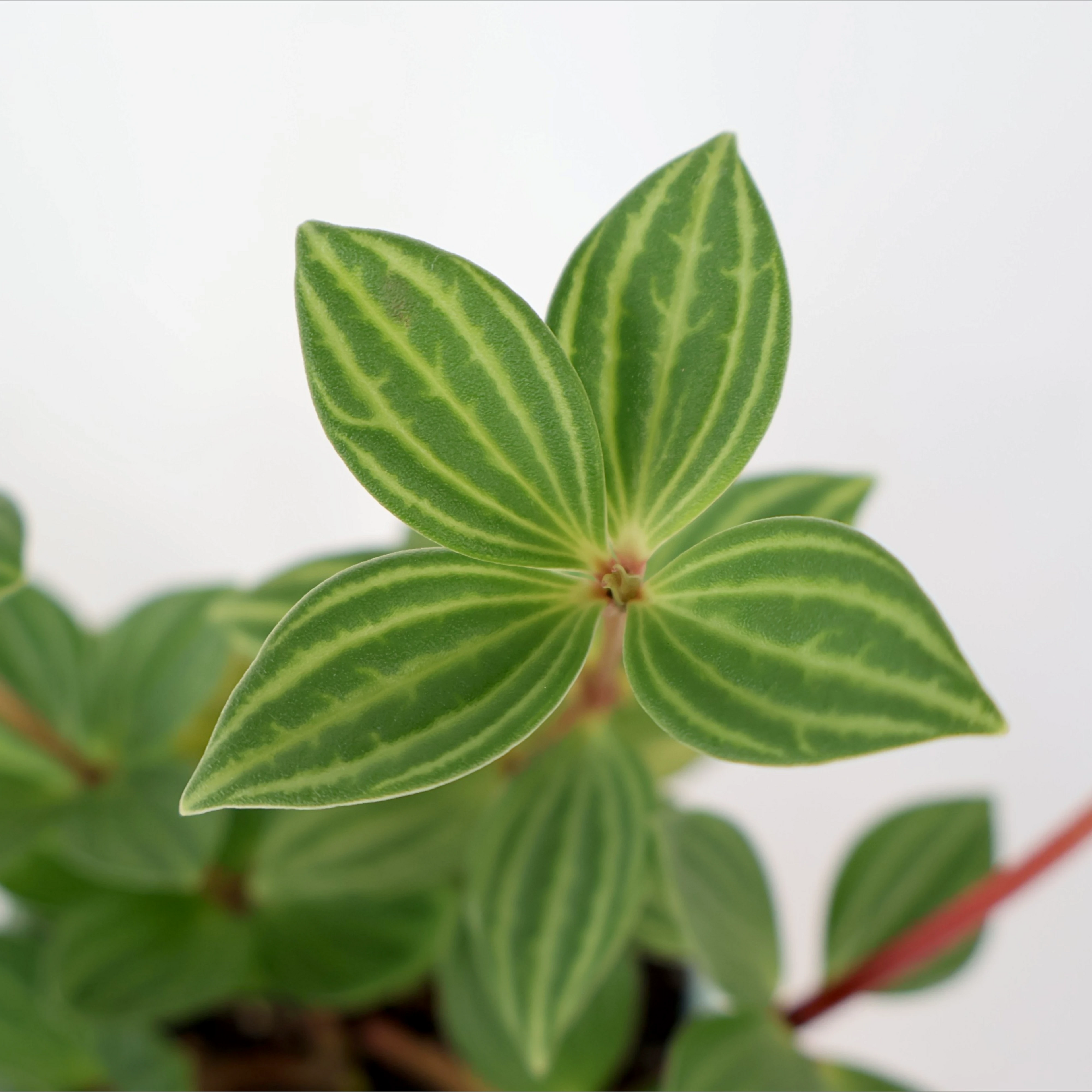 Peperomia Puteolata - Parallel Peperomia 120mm
