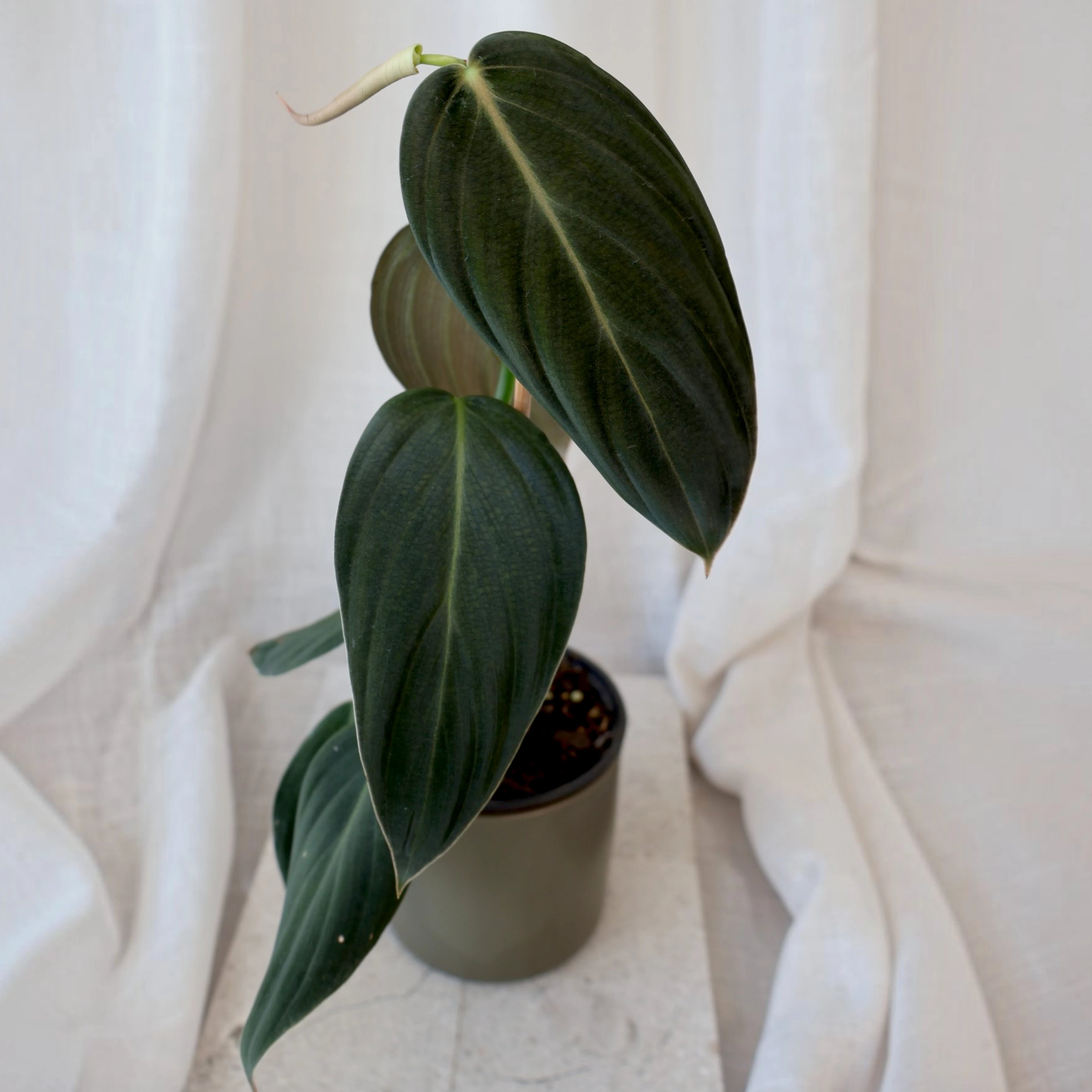 Philodendron Gigas 120mm