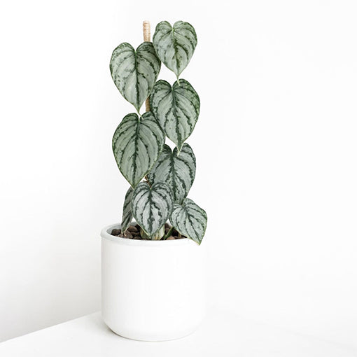 Philodendron Brandtianum 125mm