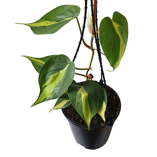 Philodendron Brasil - Heartleaf Philodendron 120mm HB