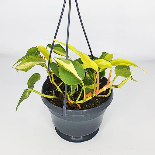 Philodendron Hederaceum Brasil 170mm HB