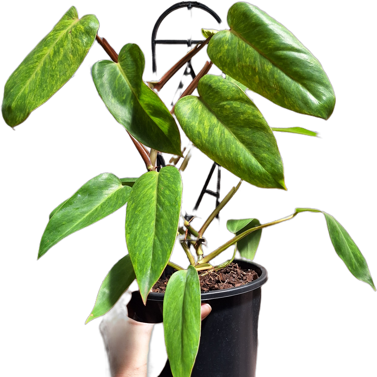 Philodendron Painted Lady 180mm