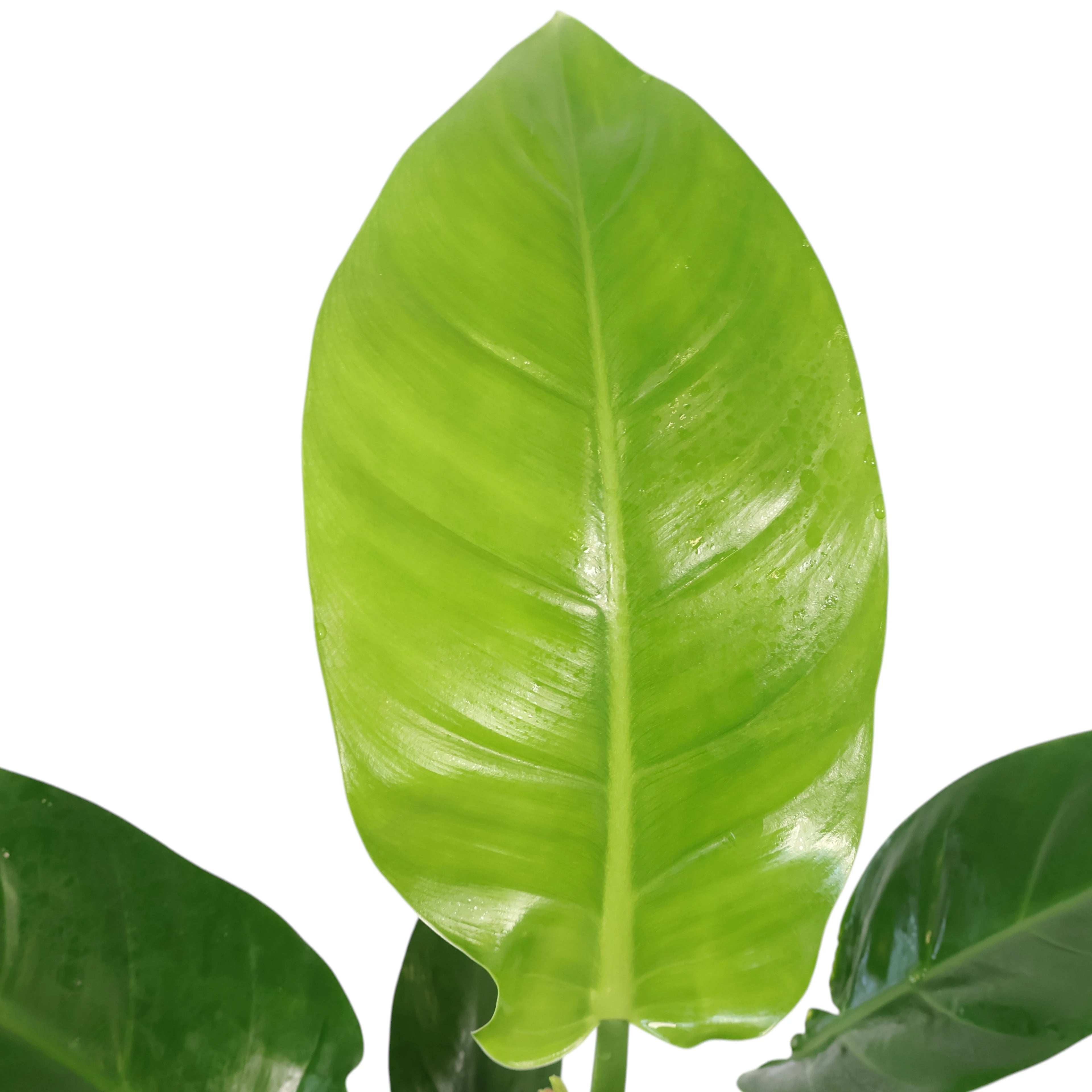 Philodendron Erubescens ‘Imperial Green’ 125mm