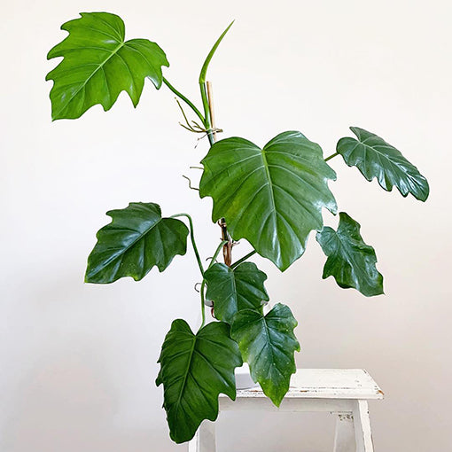 Philodendron Lacerum 120mm