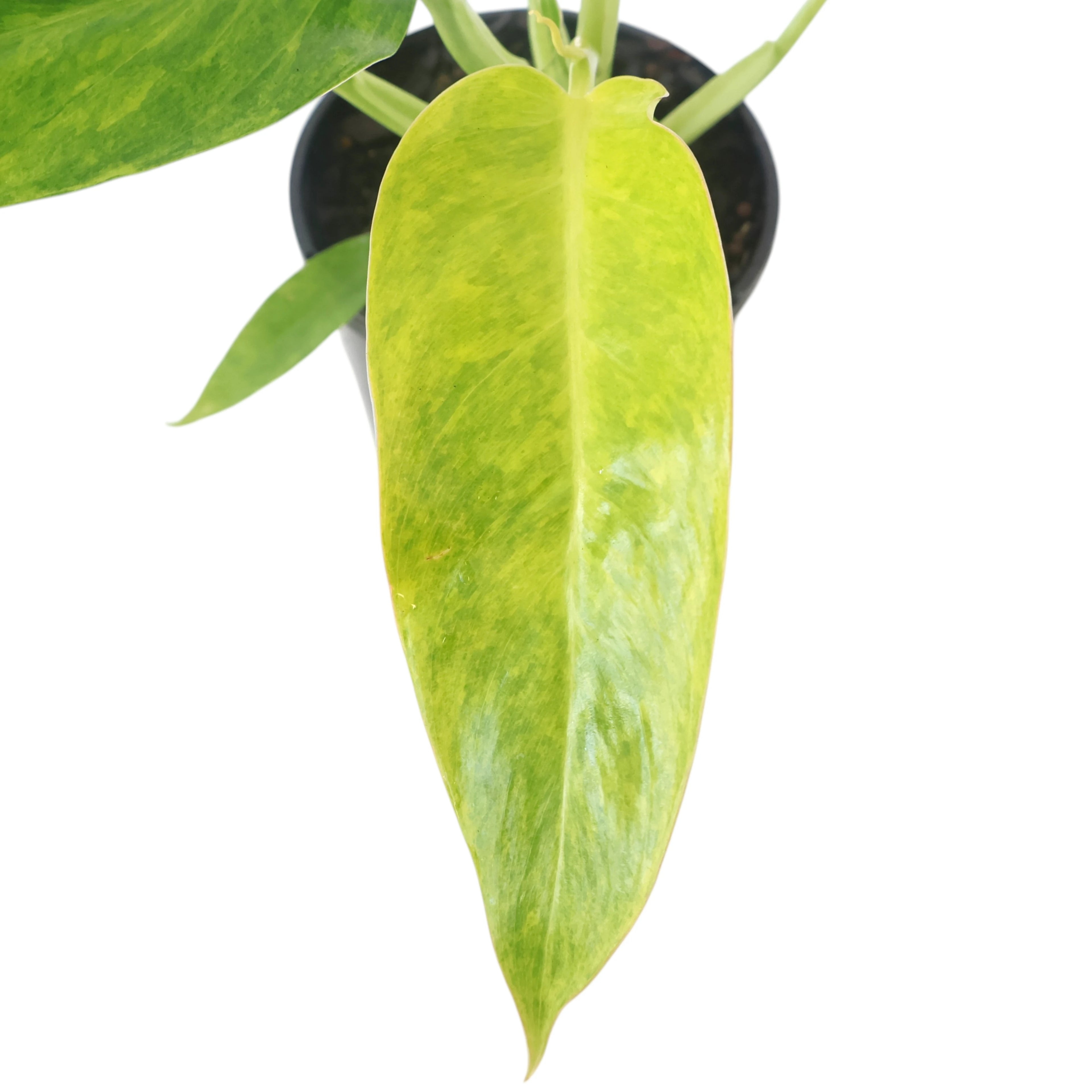 Philodendron Lemon Twist 125mm