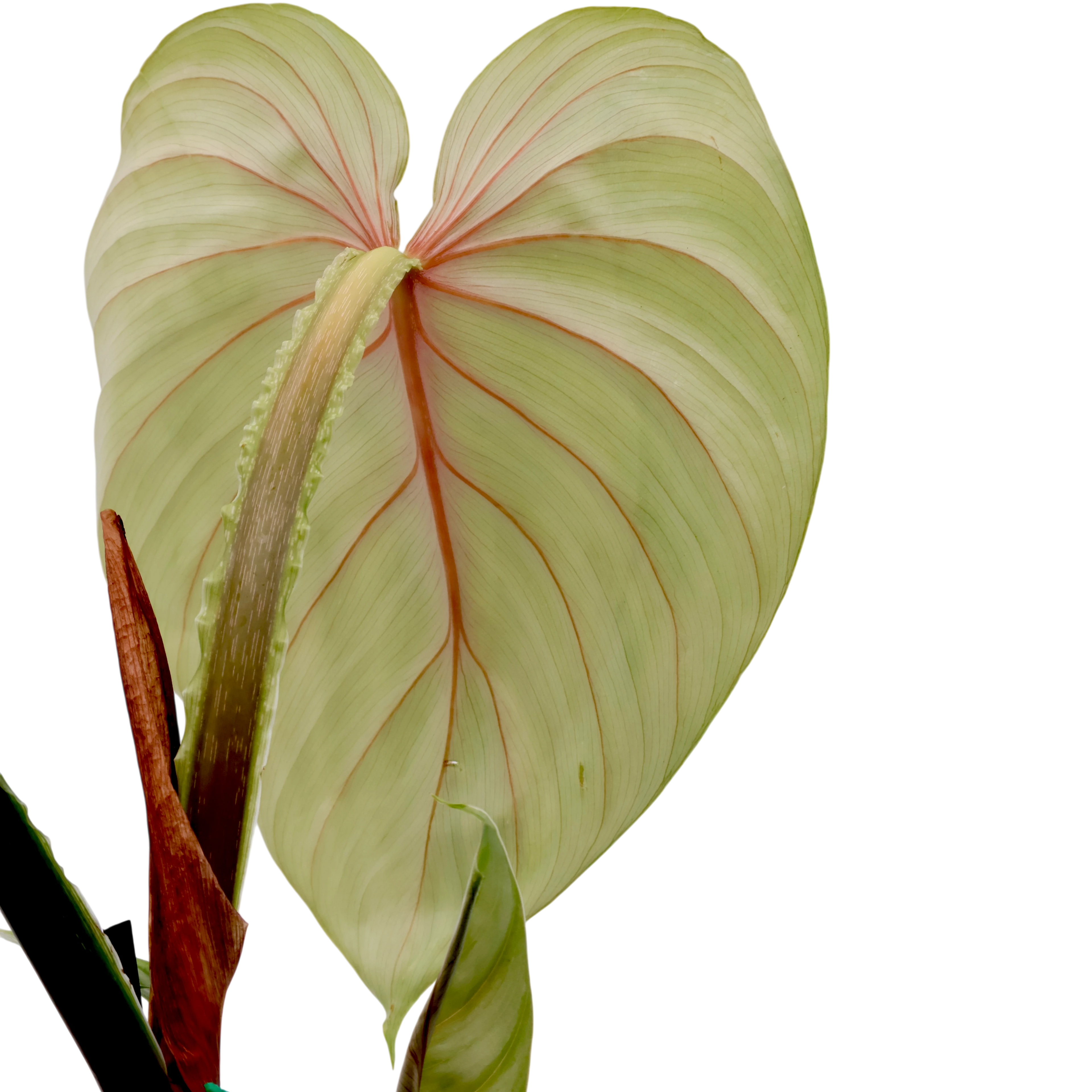 Philodendron Plowmanii 140mm