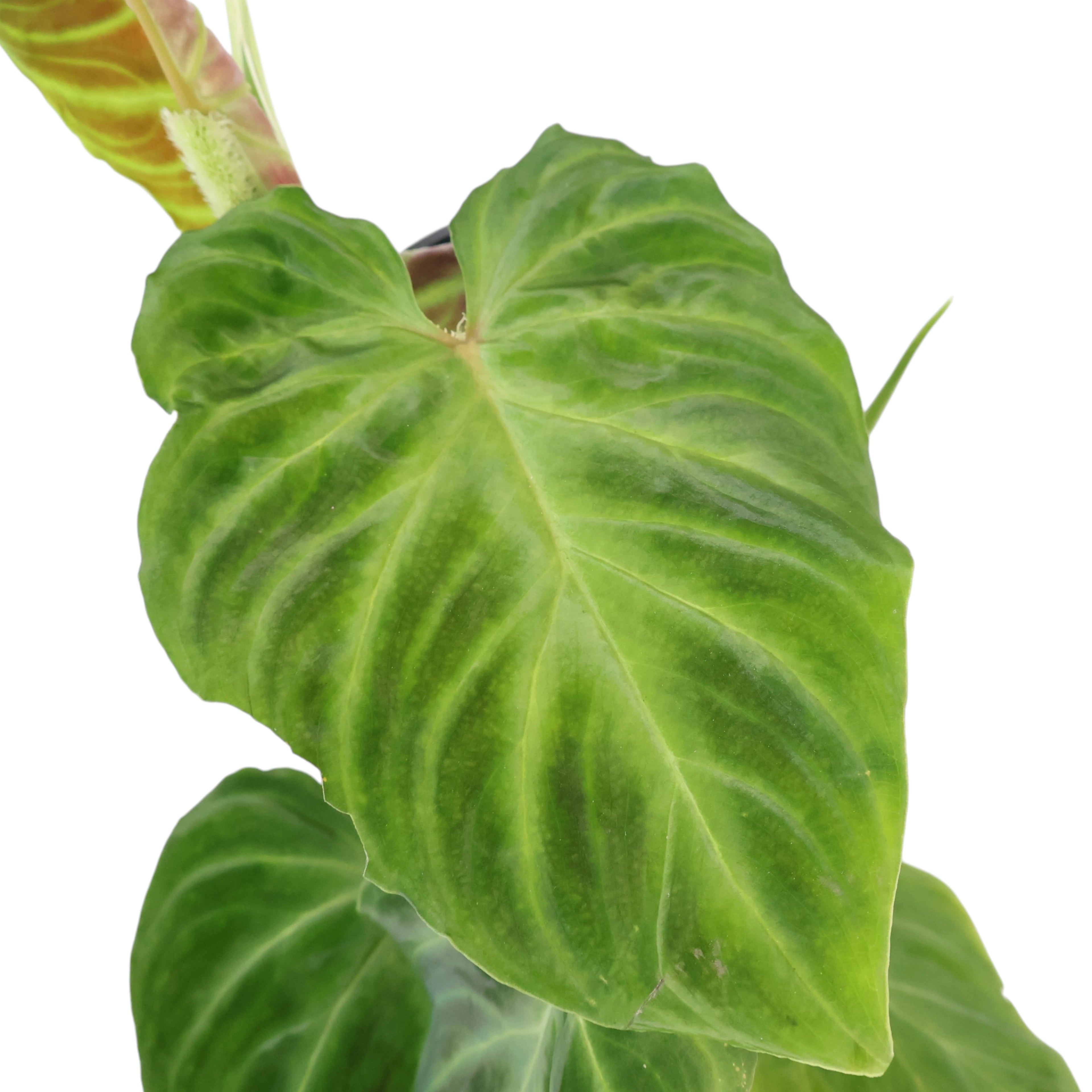 Philodendron Verrucosum 90mm