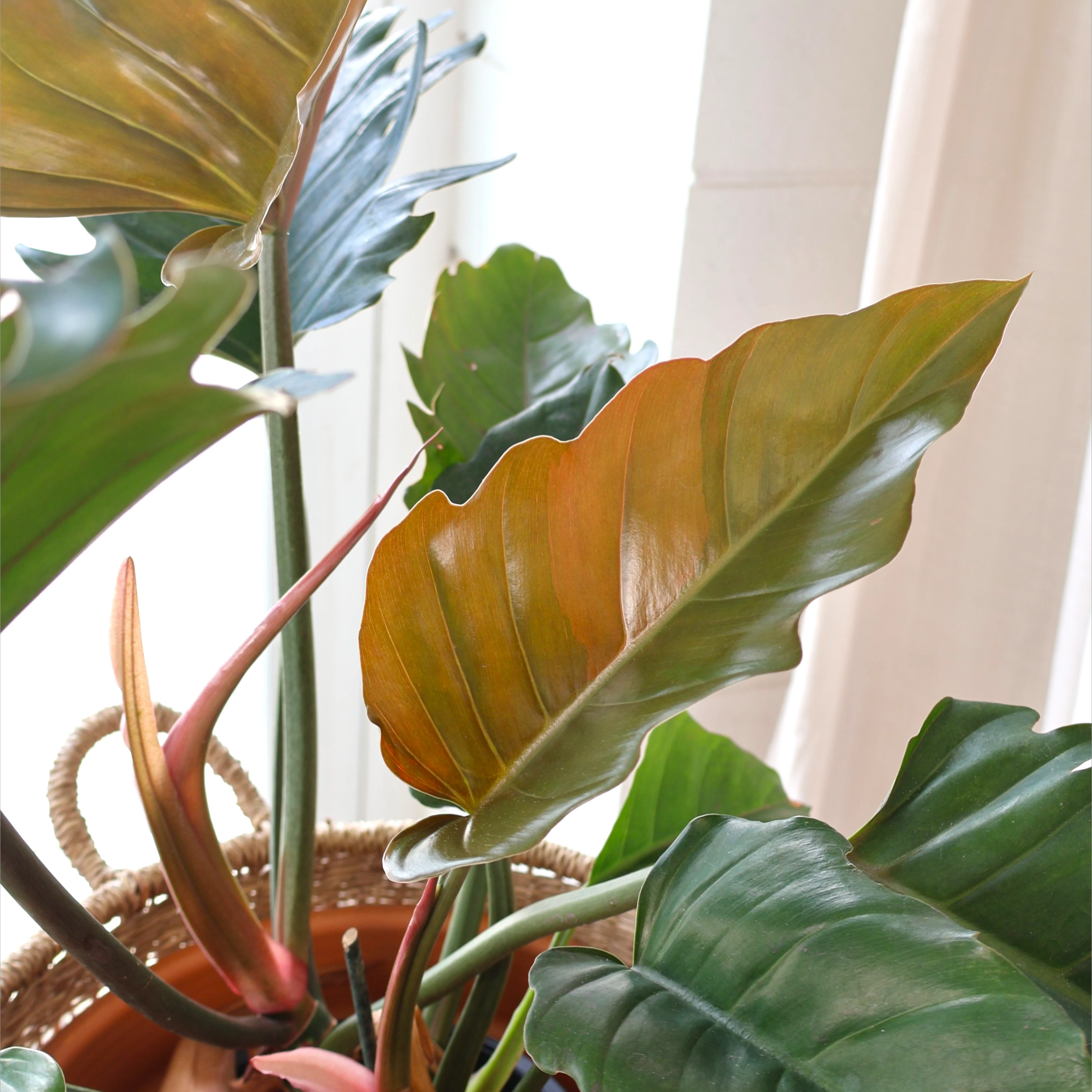 Philodendron Caramel Green 200mm