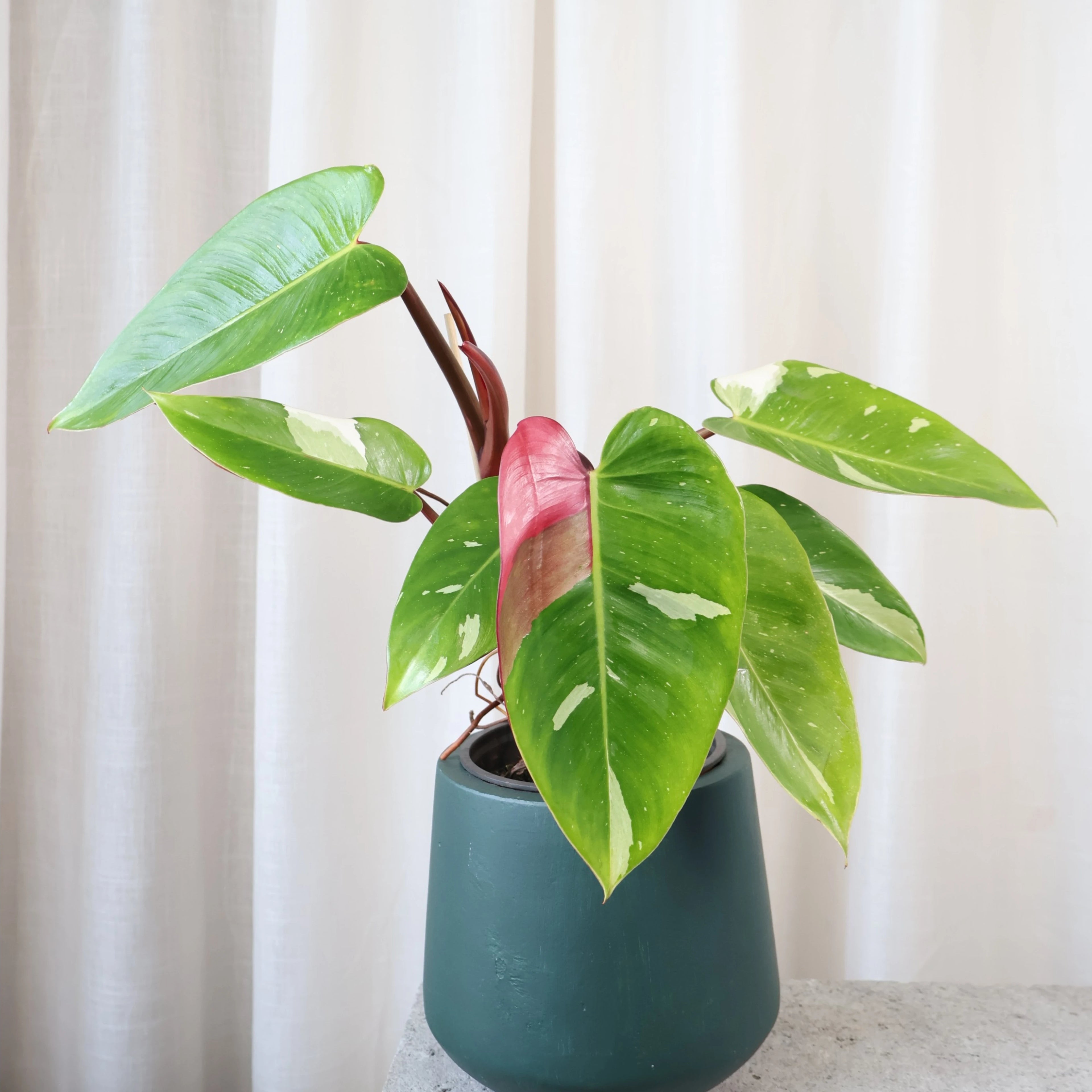 Philodendron Erubescens White Princess 120mm